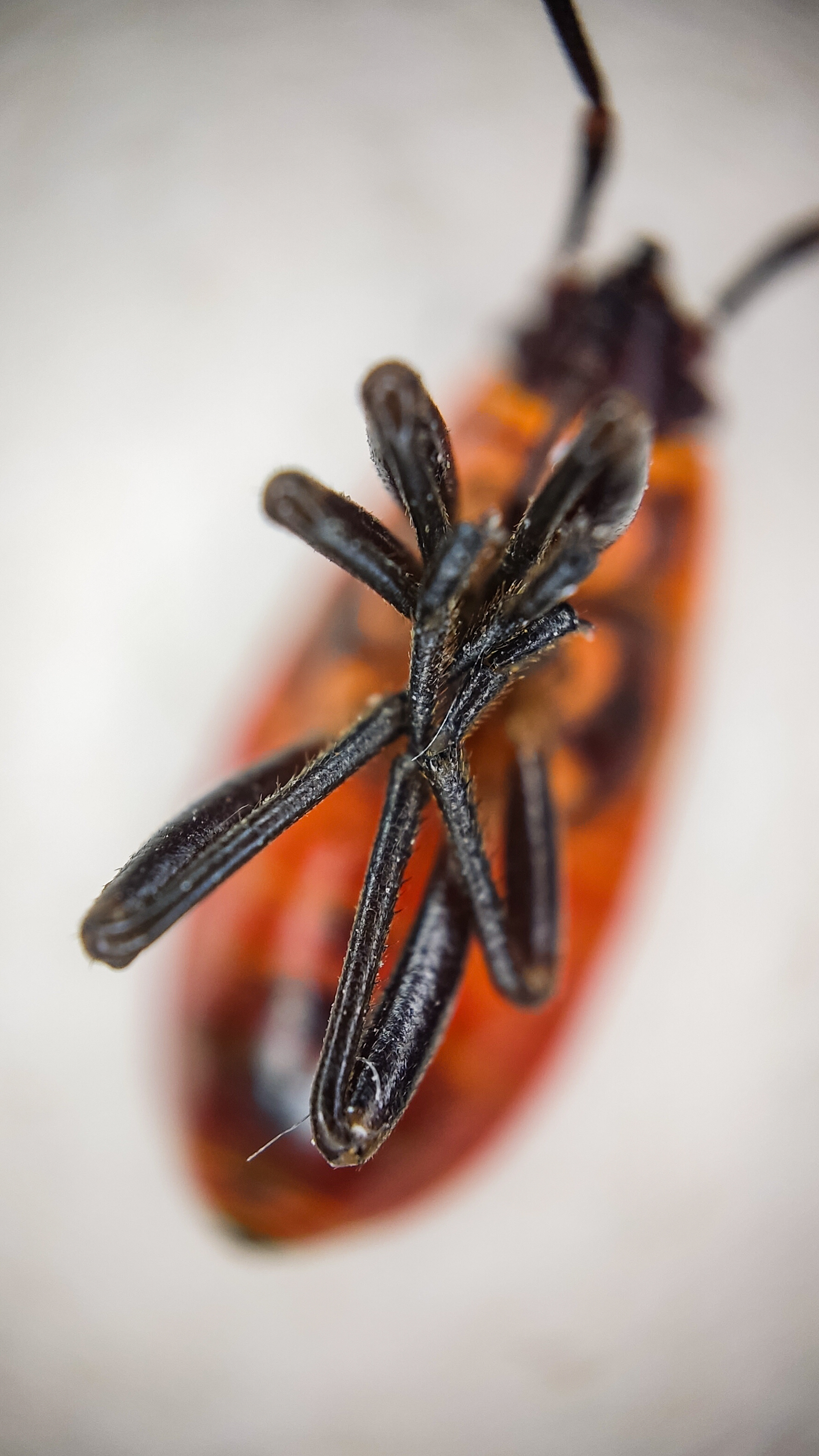 Photo project Let's take a closer look post No. 61. Soldier bug - My, Nature, Macro photography, Insects, Bedbugs, Fireman Beetle, Microfilming, The nature of Russia, The photo, Steppe, Longpost