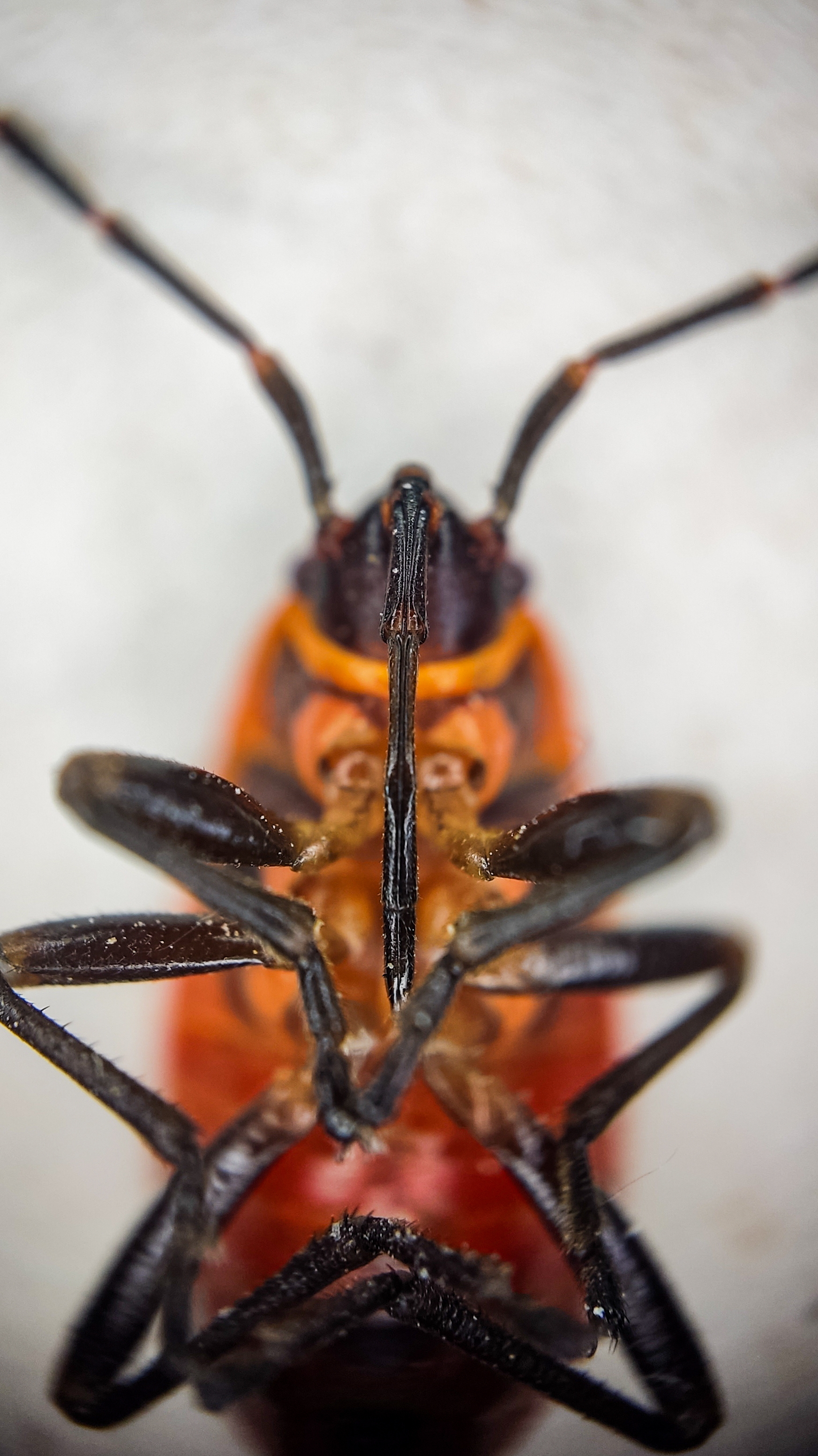 Photo project Let's take a closer look post No. 61. Soldier bug - My, Nature, Macro photography, Insects, Bedbugs, Fireman Beetle, Microfilming, The nature of Russia, The photo, Steppe, Longpost