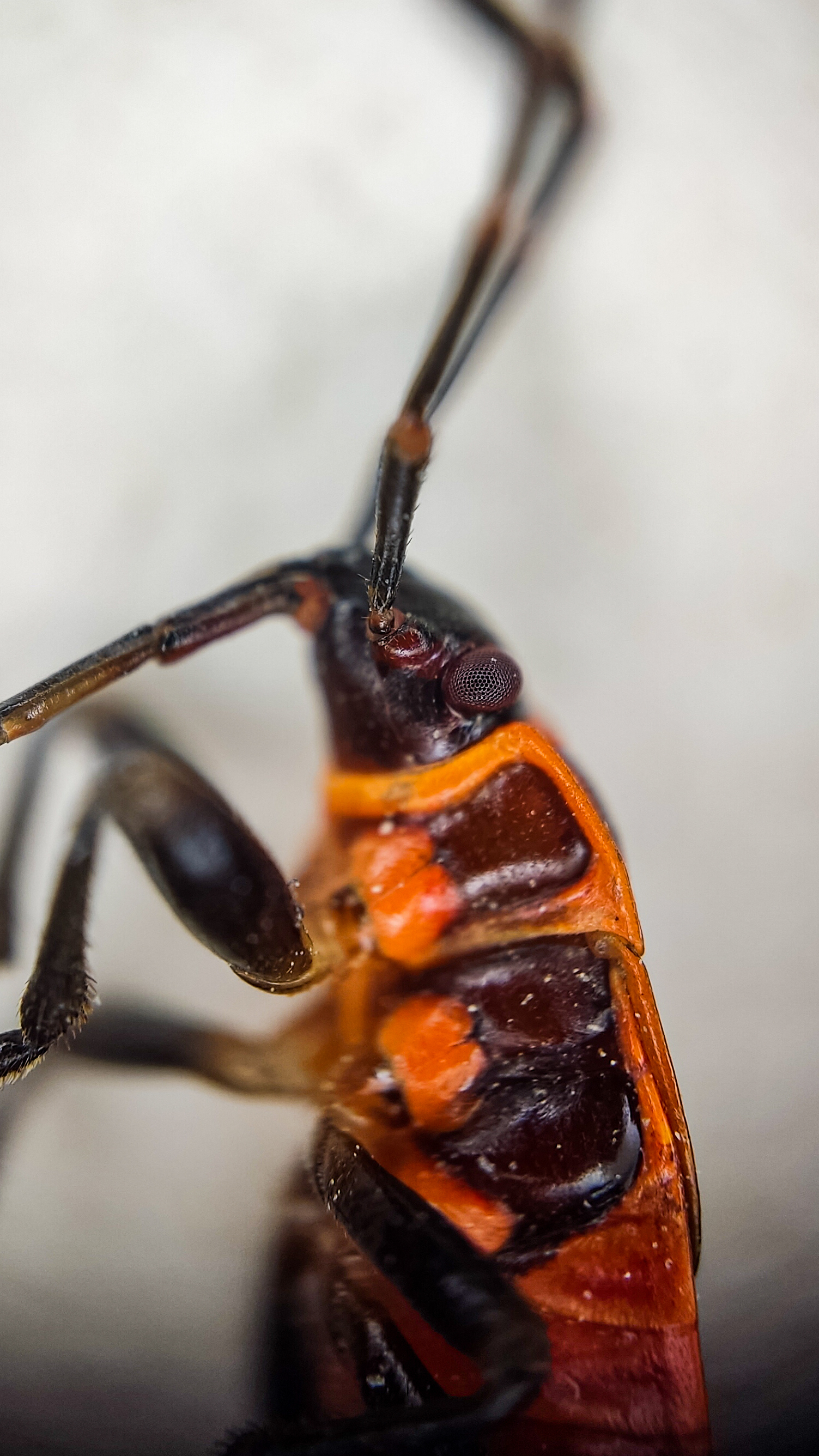 Photo project Let's take a closer look post No. 61. Soldier bug - My, Nature, Macro photography, Insects, Bedbugs, Fireman Beetle, Microfilming, The nature of Russia, The photo, Steppe, Longpost