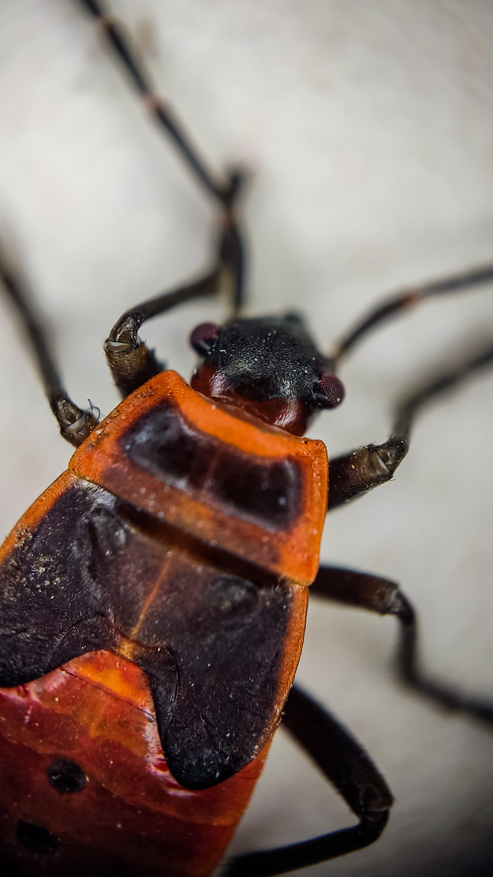 Photo project Let's take a closer look post No. 61. Soldier bug - My, Nature, Macro photography, Insects, Bedbugs, Fireman Beetle, Microfilming, The nature of Russia, The photo, Steppe, Longpost