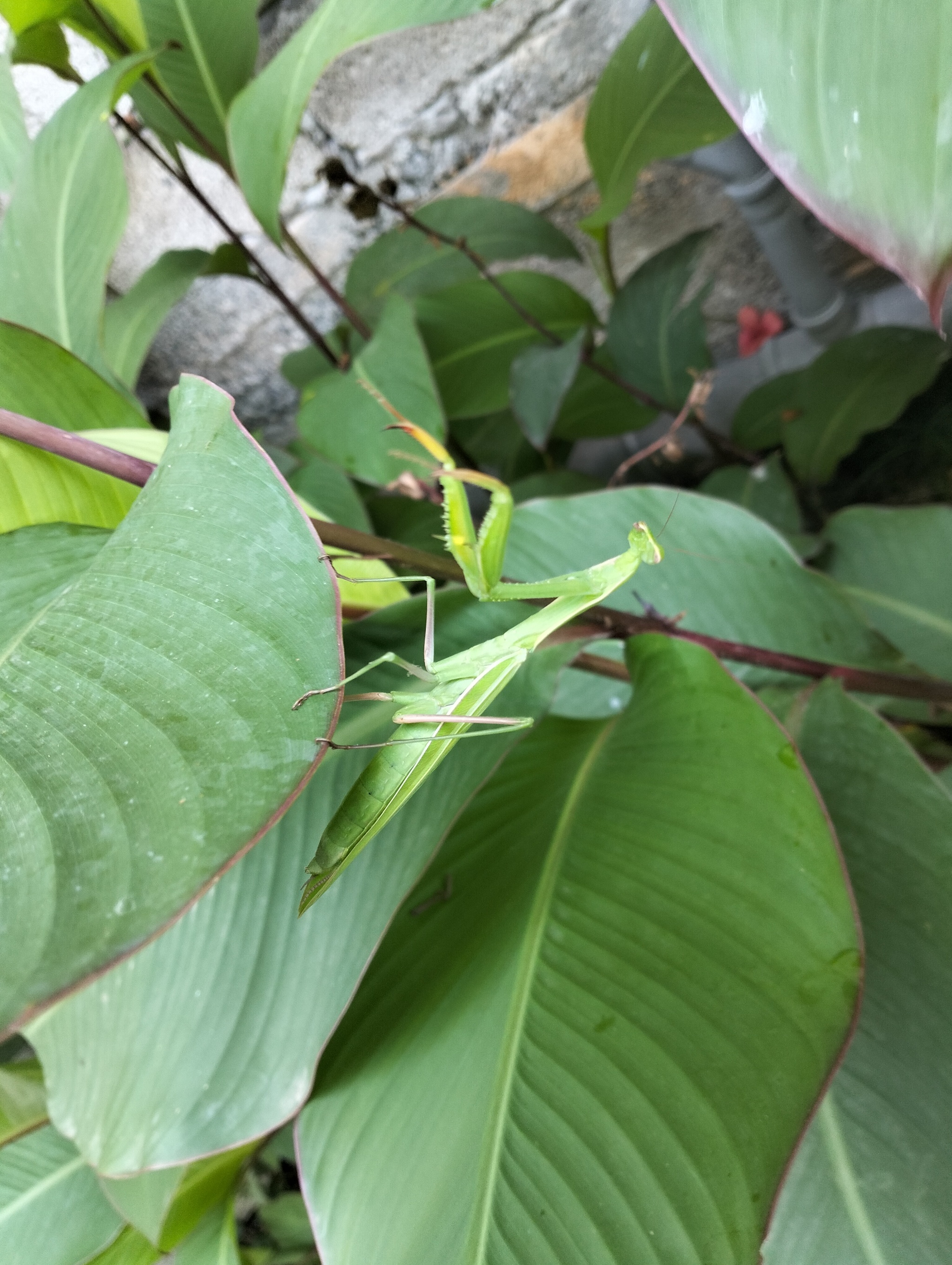 Mantis - My, Mantis, Insects, Nature, The photo, Mobile photography