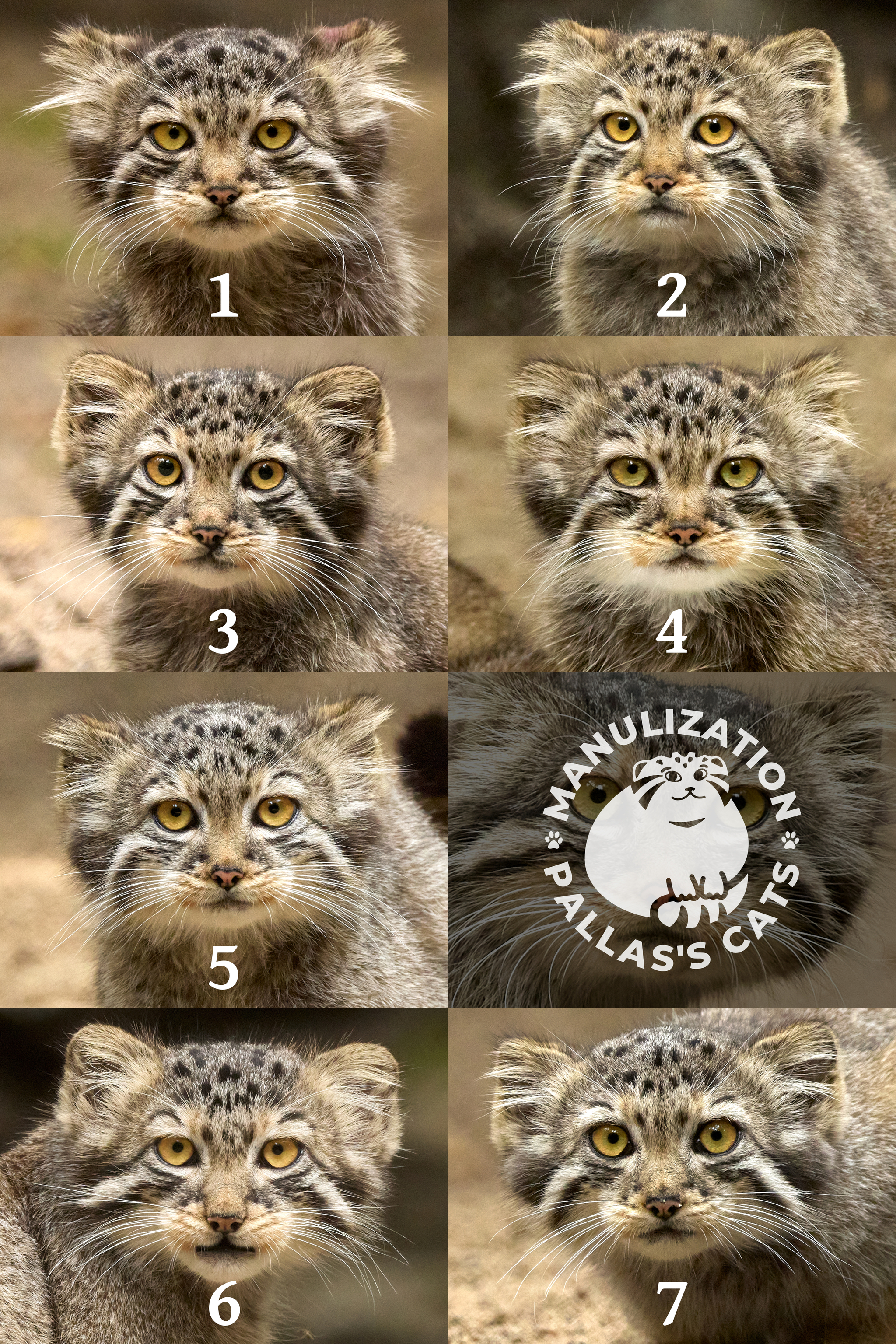 All the loloshki are assembled! - My, Pallas' cat, Wild animals, Zoo, Novosibirsk Zoo, Predatory animals, Cat family, Small cats, Young