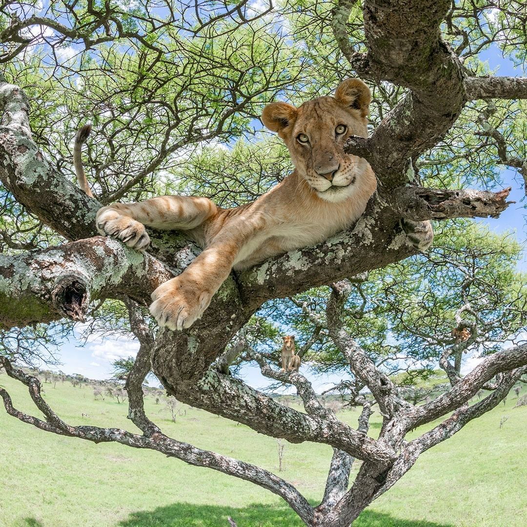 In the shade - Lion cubs, a lion, Big cats, Cat family, Predatory animals, Wild animals, wildlife, National park, The photo, Tree, Serengeti, Africa