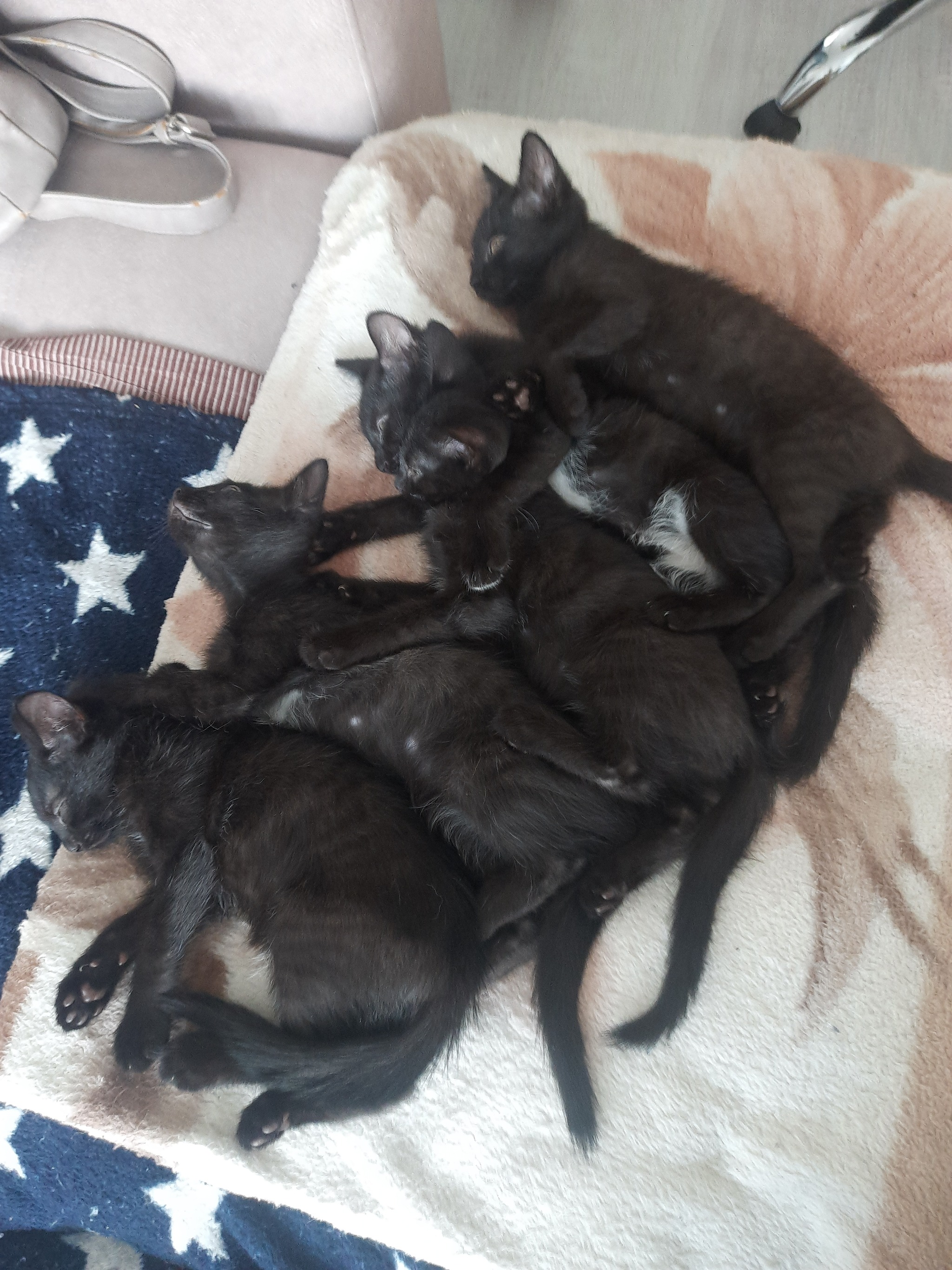 I'm giving away kittens :) - My, Helping animals, In good hands, Kittens, Yekaterinburg, Sverdlovsk region, No rating, Black cat, Pets, Longpost, cat