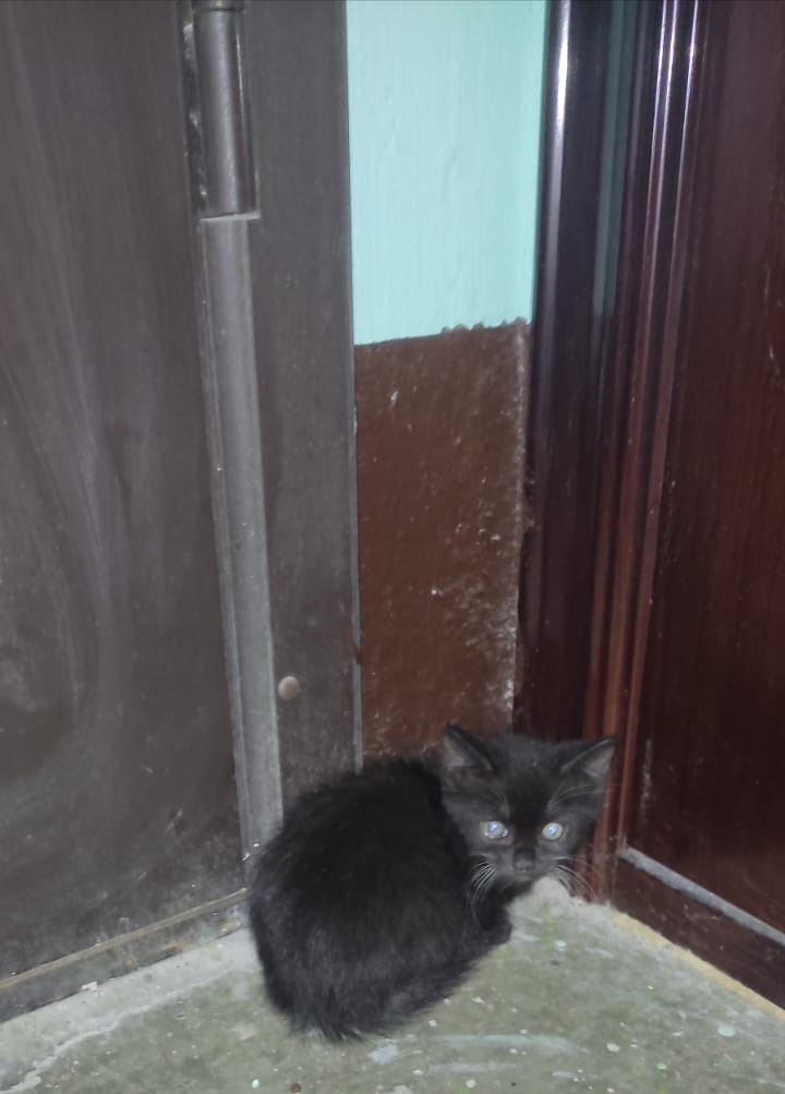 WE ARE URGENTLY LOOKING FOR A FERRY OR HOME. A small kitten in the entrance. Maybe he ran away, maybe he was thrown out - Saint Petersburg, Leningrad region, cat, Kittens, Helping animals, Homeless animals, In good hands, Overexposure