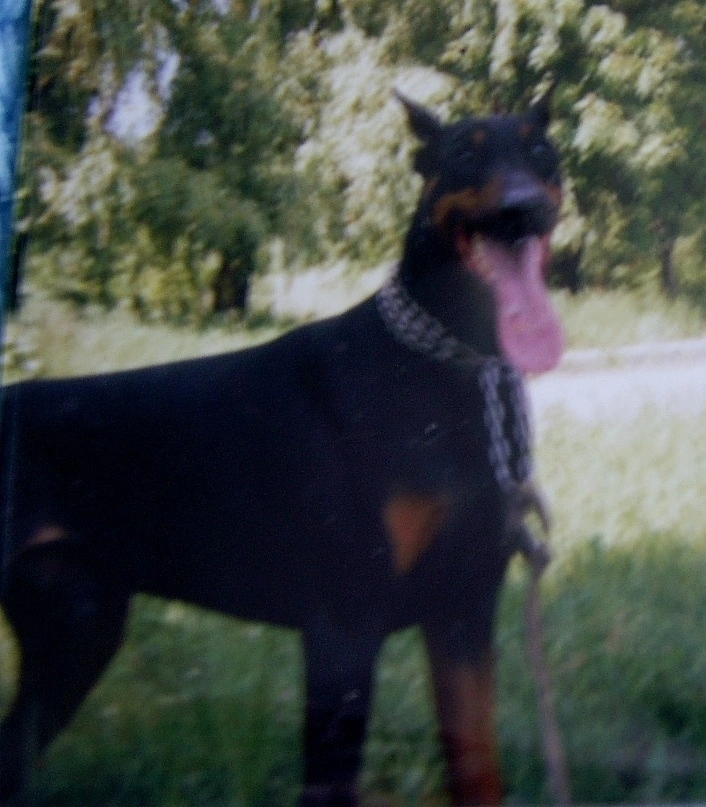 To the moon and back... - My, Doberman, Pets, Rainbow Bridge, Death, Dog, Negative