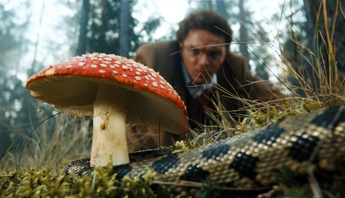 Psychedelic films - My, Film and TV series news, A selection, Psychedelic, Supernatural, I advise you to look, Fly agaric, Vladimir Epifantsev, Johnny Depp, Hallucinations, Trypophobia, Mystic, Adventures, Postmodernism, Fantasy, Longpost