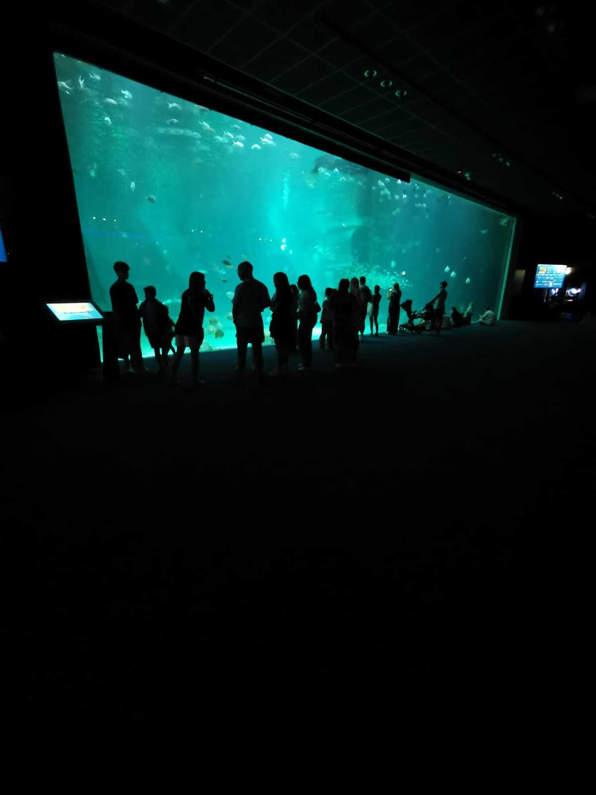 Самый большой океанариум в Европе: Nausicaa Aquarium - Моё, Туристы, Океанариум, Поездка, Франция, Достопримечательности, Море, Морские обитатели, Океан, Виртуальный музей, Путешествия, Информация, Видео, Вертикальное видео, Длиннопост