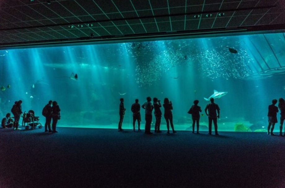 Самый большой океанариум в Европе: Nausicaa Aquarium - Моё, Туристы, Океанариум, Поездка, Франция, Достопримечательности, Море, Морские обитатели, Океан, Виртуальный музей, Путешествия, Информация, Видео, Вертикальное видео, Длиннопост