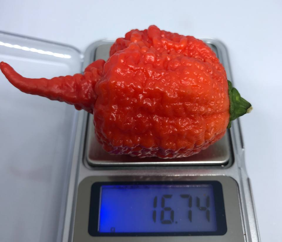 Carolina Reaper - My, Hot peppers, Gardening, Garden, Carolinian Reaper, Carolina Reaper, Pepper farming, Growing, Longpost