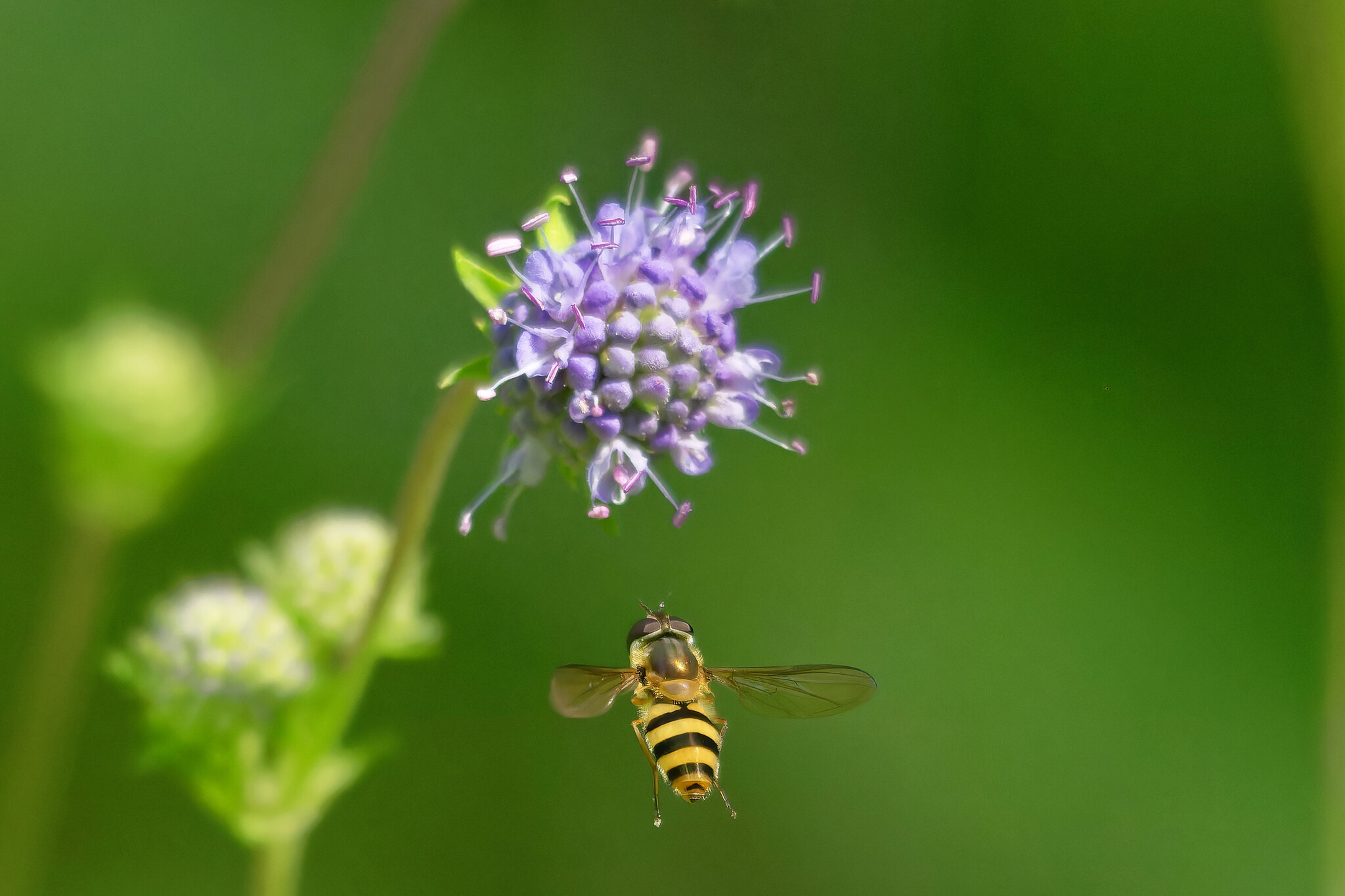 Just the two of us for now - My, The nature of Russia, Nature, Hobby, Summer, Forest, Photo hunting, Insects, wildlife, Longpost