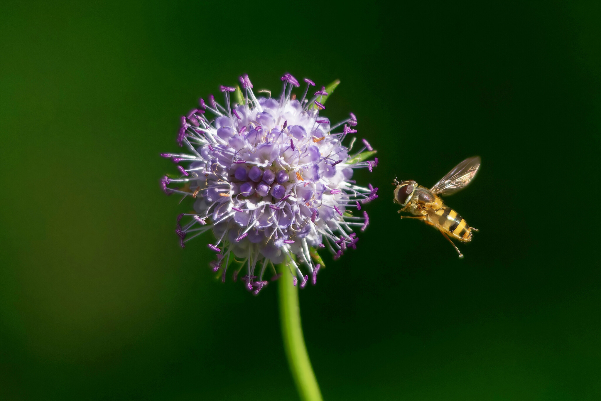 Just the two of us for now - My, The nature of Russia, Nature, Hobby, Summer, Forest, Photo hunting, Insects, wildlife, Longpost