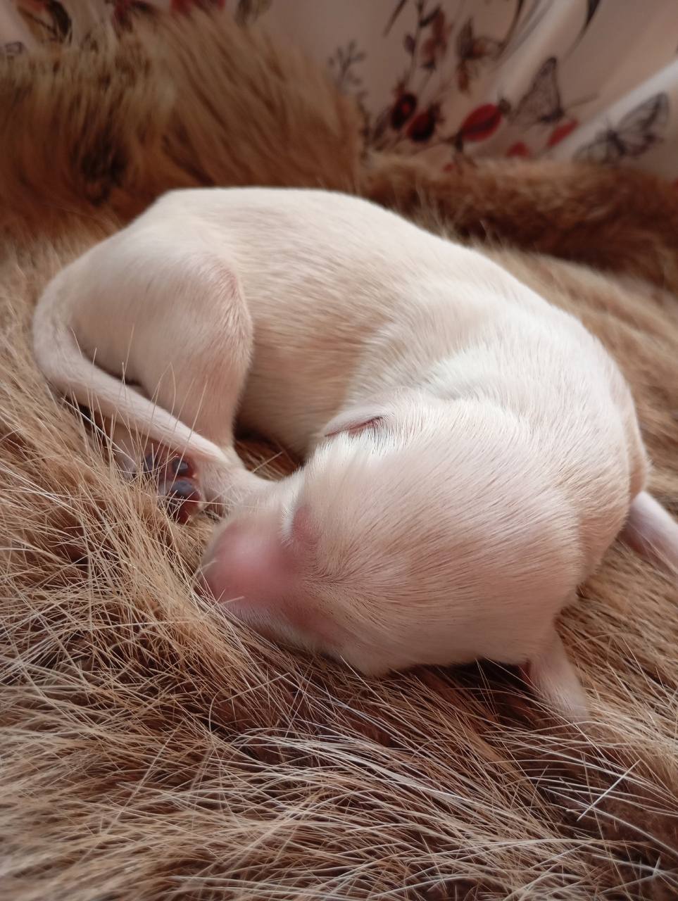 Canine. Greyhounds. Greyhounds of Central Asia - Tazy. Puppies - basins - My, I share my joy, Greyhound, Puppies, Moscow region, Zvenigorod, Hunting, Saluki, Dog lovers, Kindness, Care, Longpost