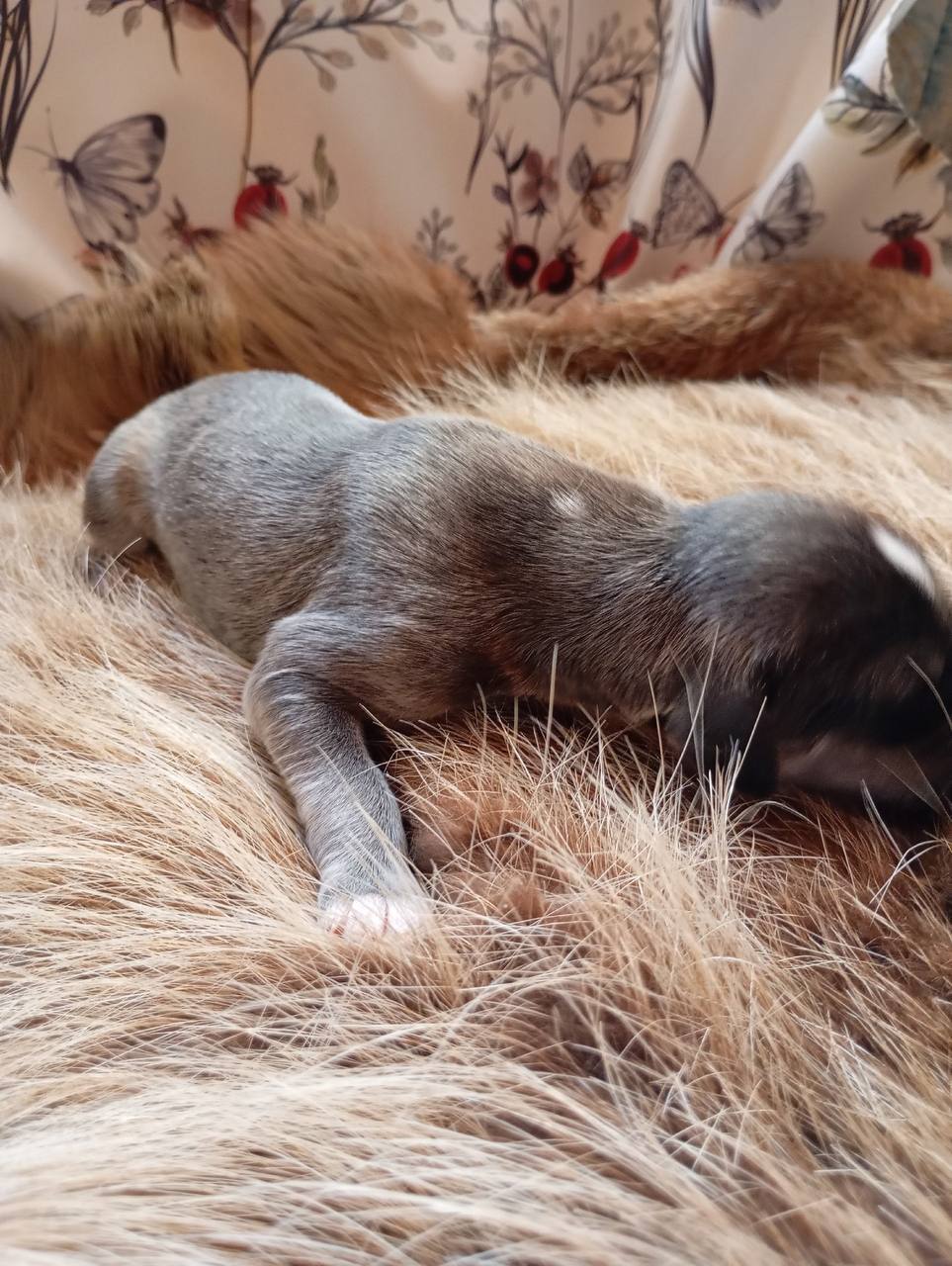 Canine. Greyhounds. Greyhounds of Central Asia - Tazy. Puppies - basins - My, I share my joy, Greyhound, Puppies, Moscow region, Zvenigorod, Hunting, Saluki, Dog lovers, Kindness, Care, Longpost