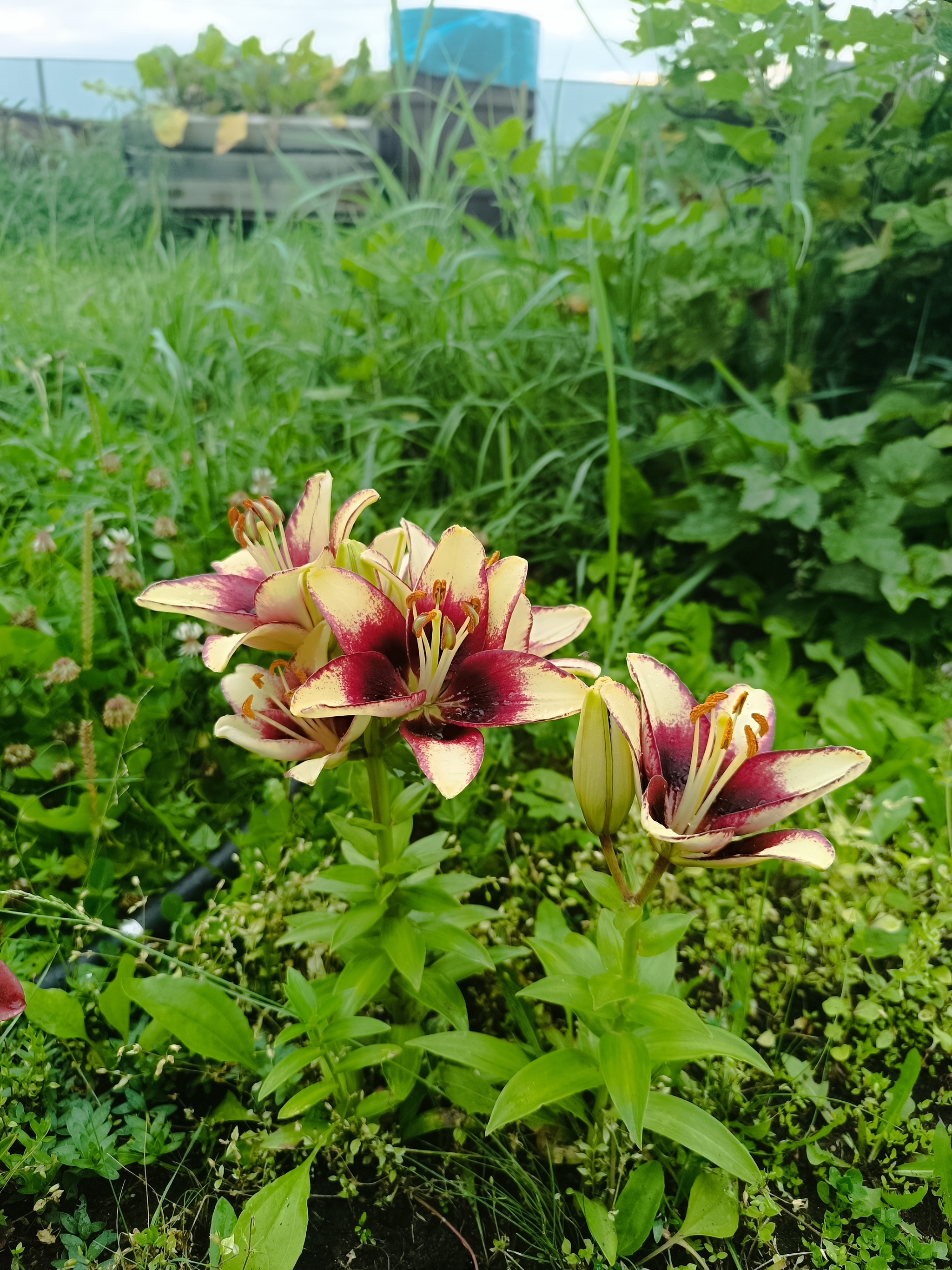 Saranki blossomed - My, The photo, Flowers, Longpost