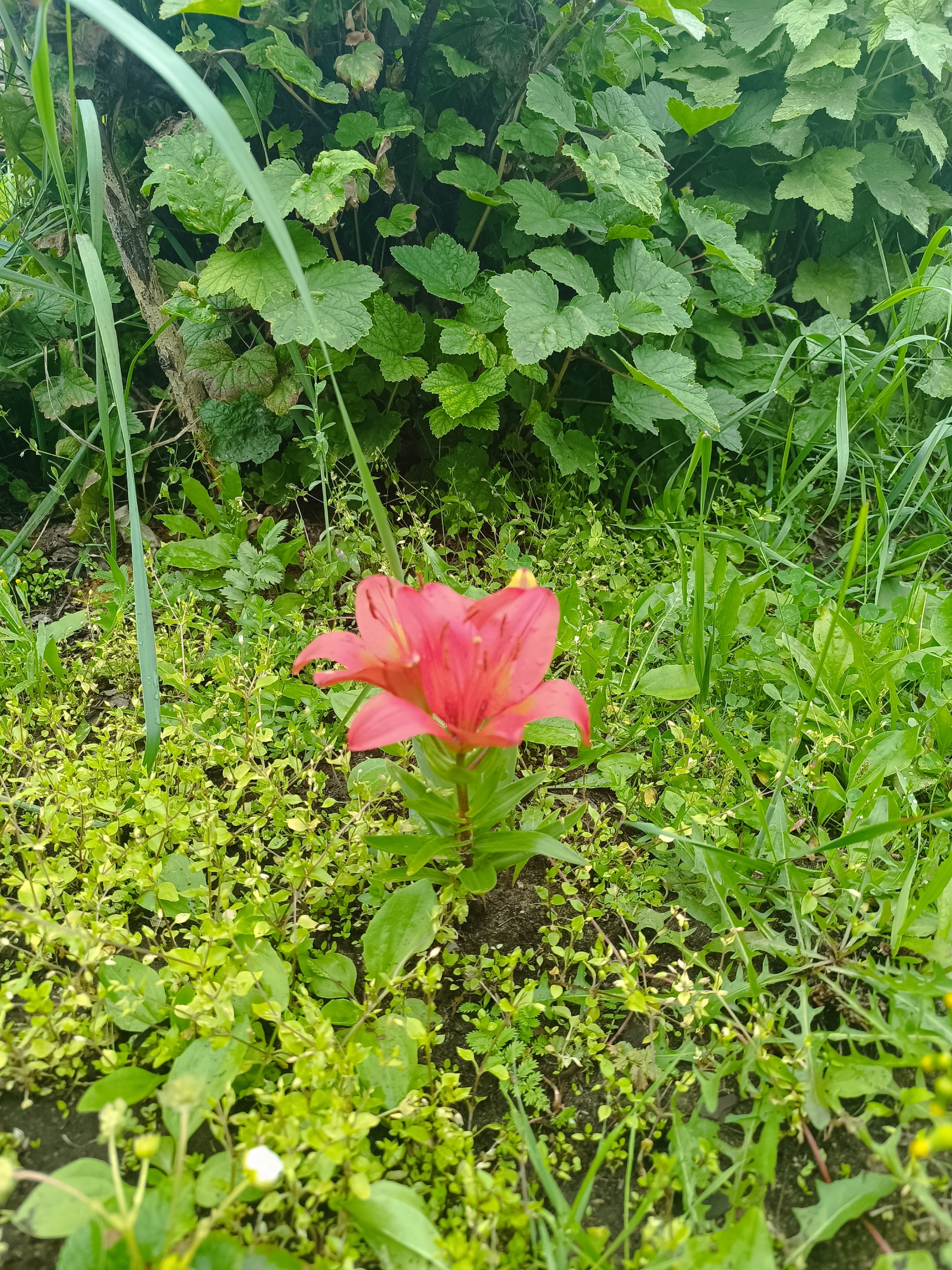 Saranki blossomed - My, The photo, Flowers, Longpost