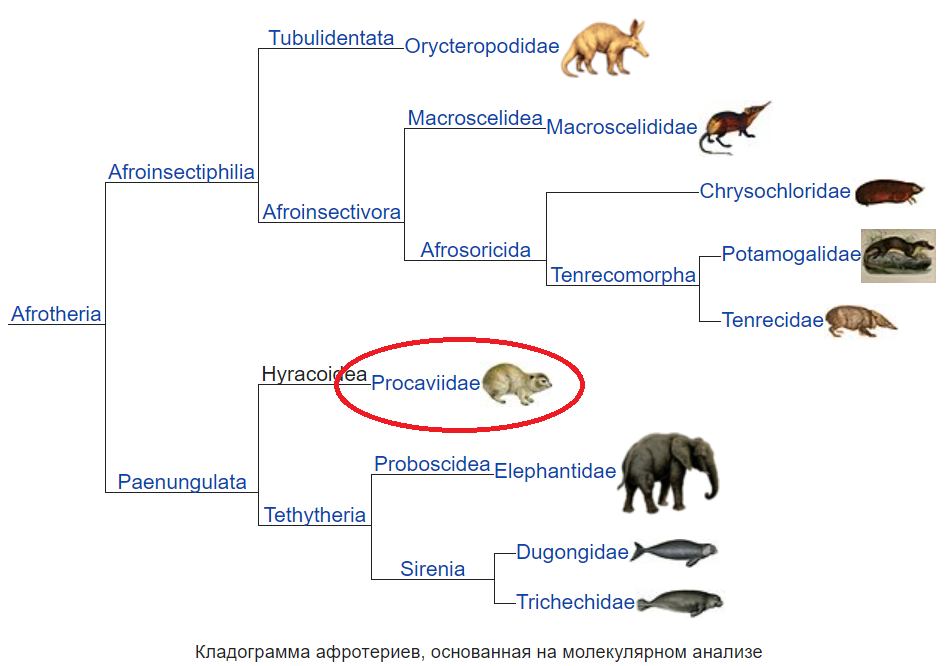 Продолжение поста «Три недели в Южной Африке» - Моё, Южная африка, Животные, Даманы, Дикие животные, Ответ на пост, Длиннопост