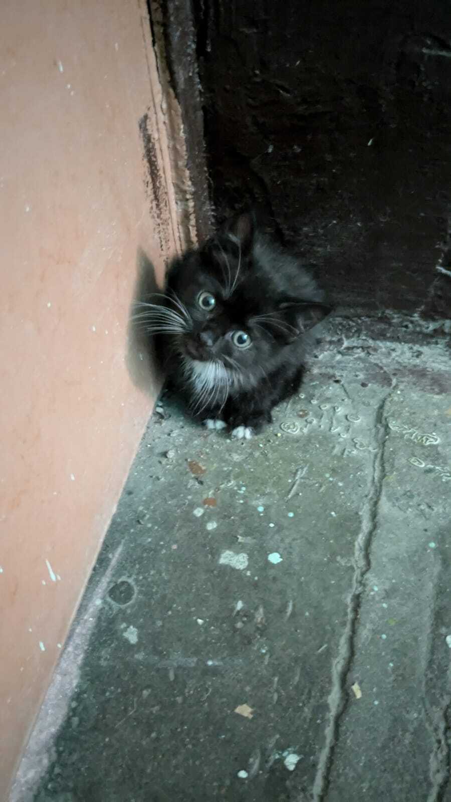 Results of the day. Monday is a hard day. And here is this little orphan. We are looking for kind hands - Saint Petersburg, Leningrad region, cat, Kittens, Helping animals, Homeless animals, In good hands, Overexposure, Longpost, Video, Youtube