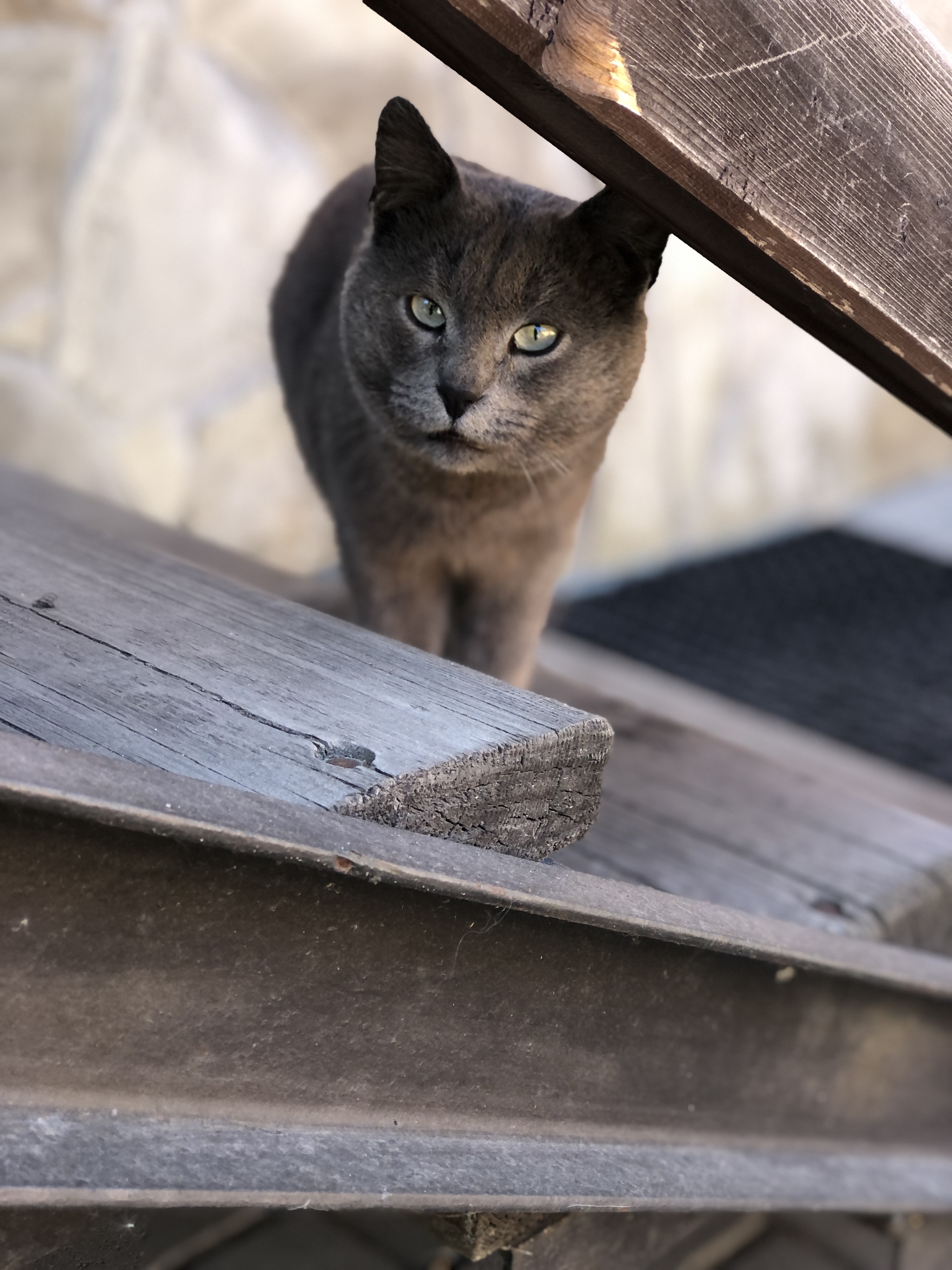 I believe in the power of Peekaboo - My, cat, In good hands, Nizhny Novgorod, Animals, Homeless animals, Longpost