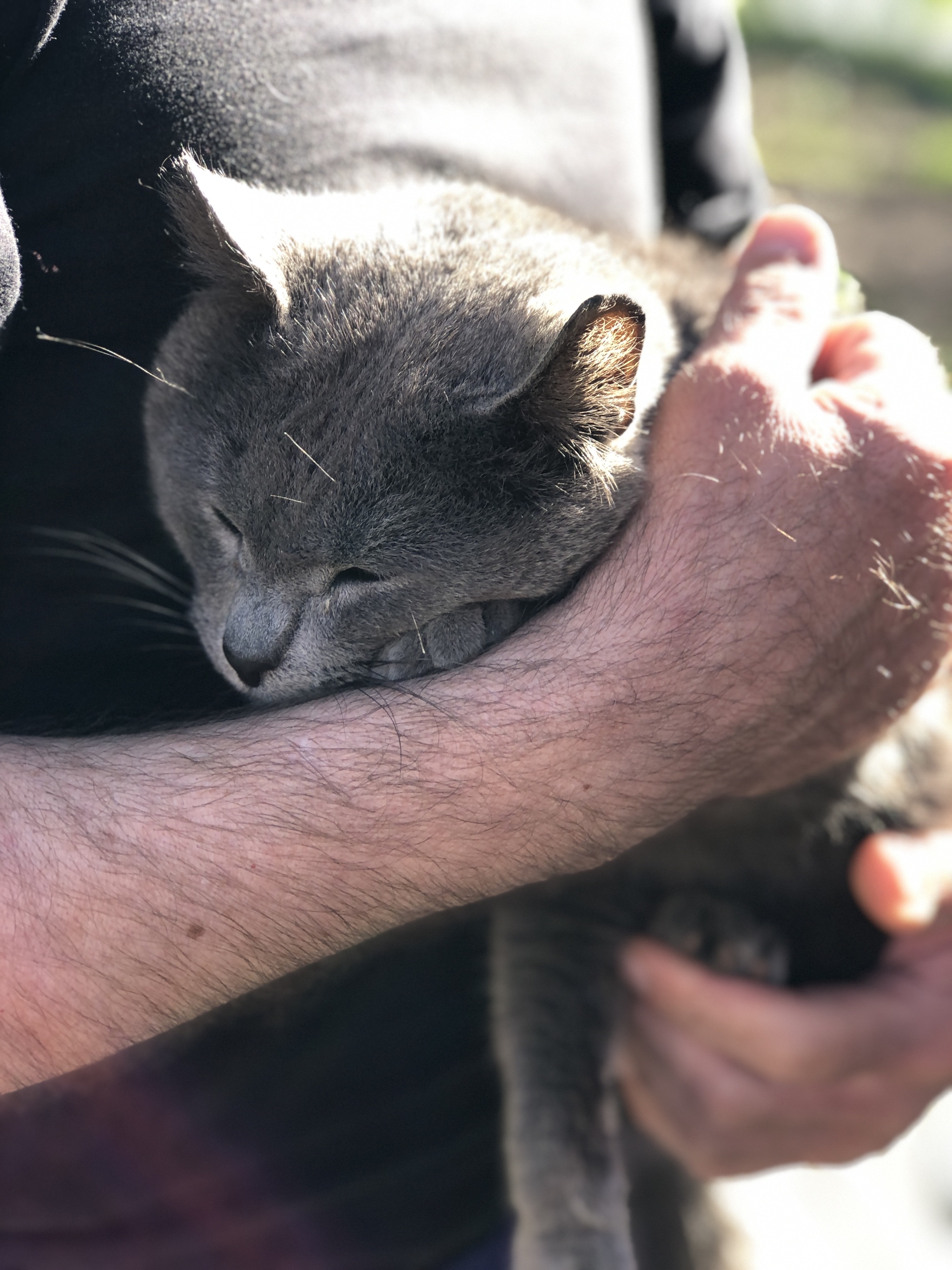 I believe in the power of Peekaboo - My, cat, In good hands, Nizhny Novgorod, Animals, Homeless animals, Longpost