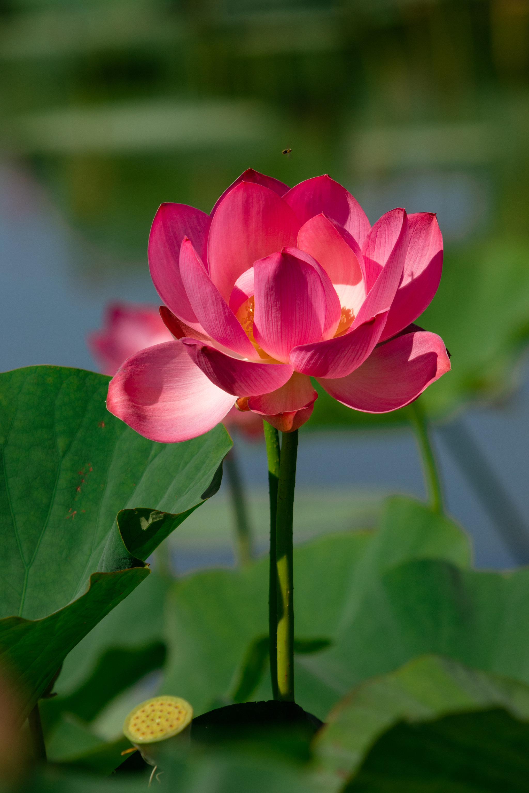 Lotuses - My, Дальний Восток, Rare view, Nature, Lotus, Khabarovsk, The photo, Landscape, Longpost