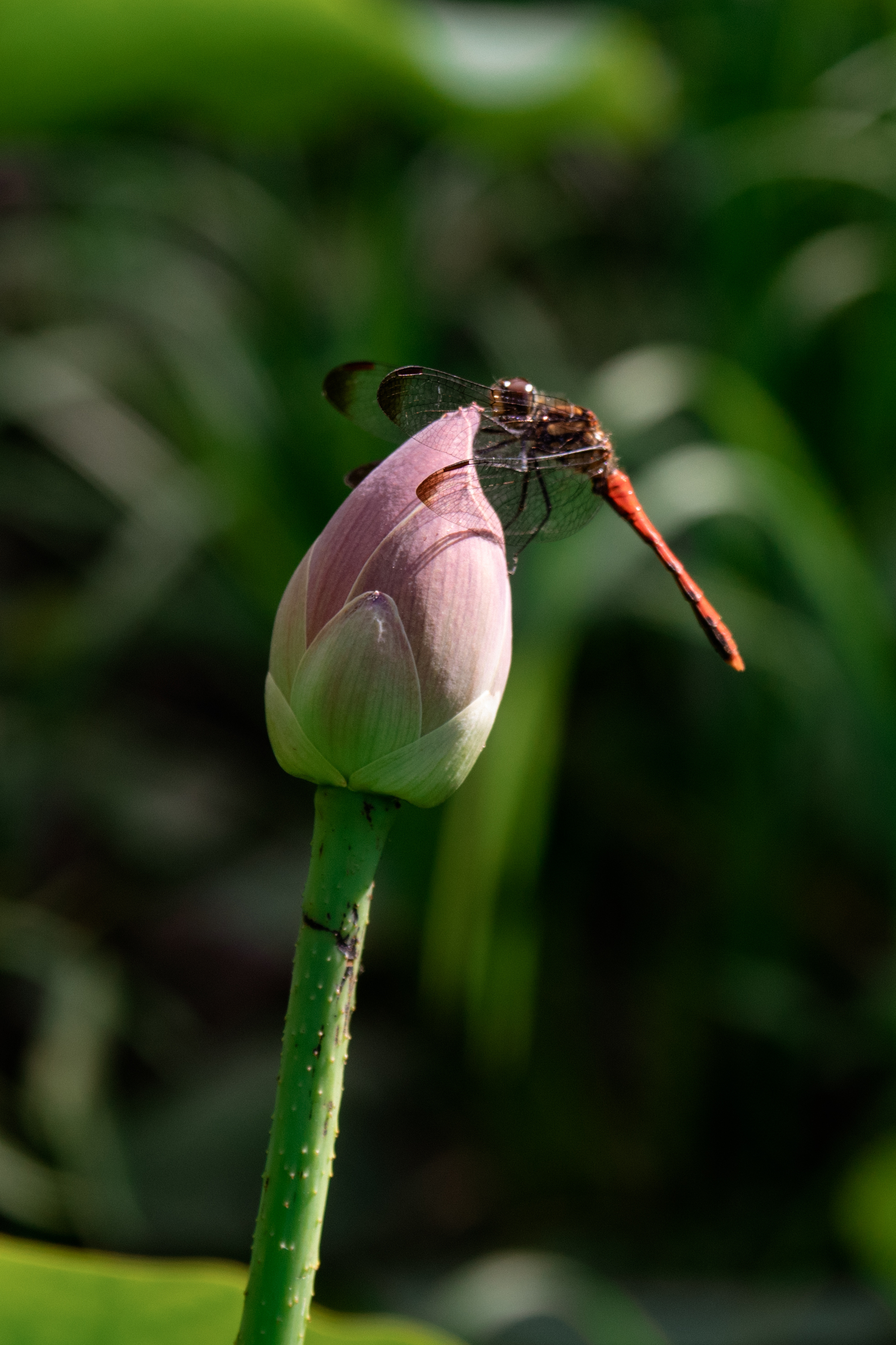 Lotuses - My, Дальний Восток, Rare view, Nature, Lotus, Khabarovsk, The photo, Landscape, Longpost