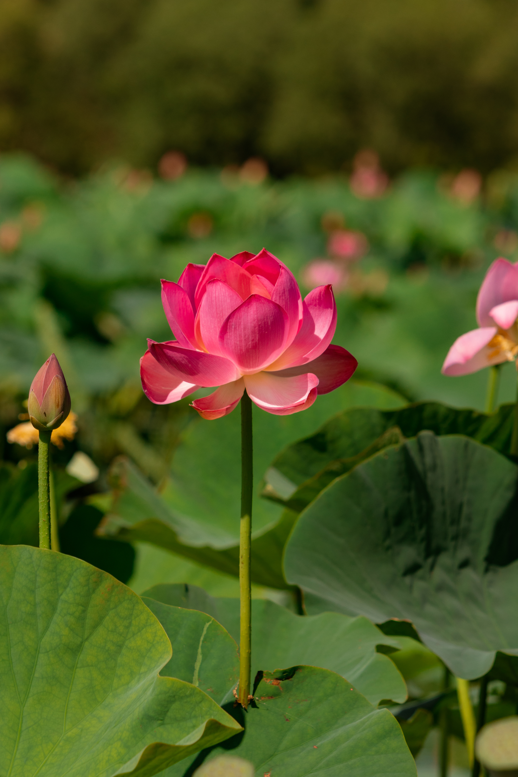 Lotuses - My, Дальний Восток, Rare view, Nature, Lotus, Khabarovsk, The photo, Landscape, Longpost