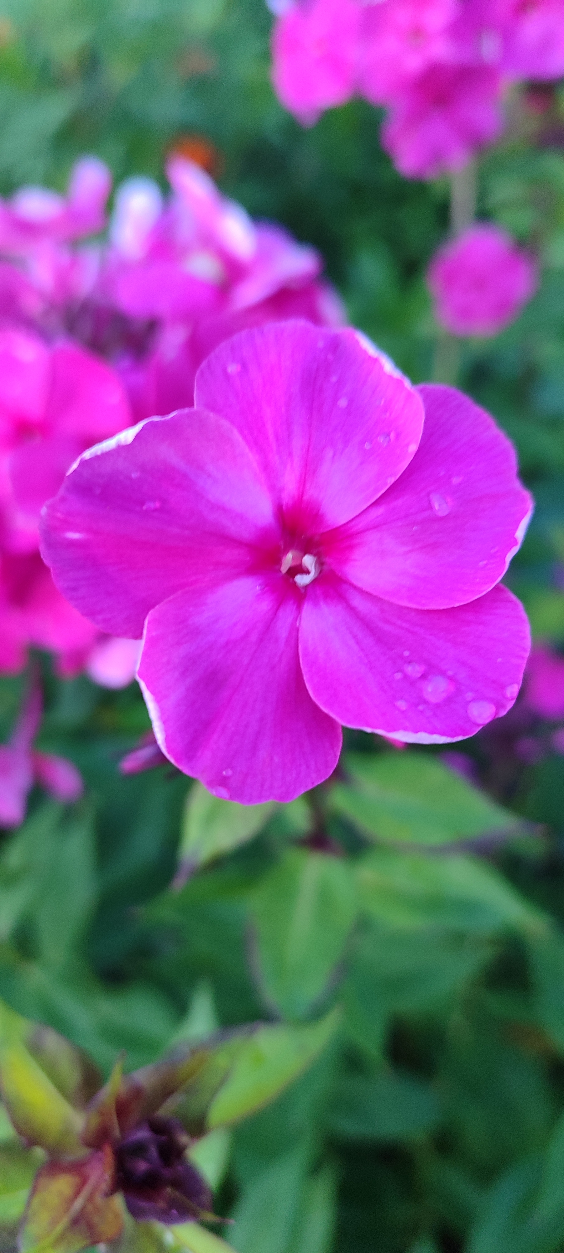 Phlox - My, Bloom, Flowers, Garden, Longpost