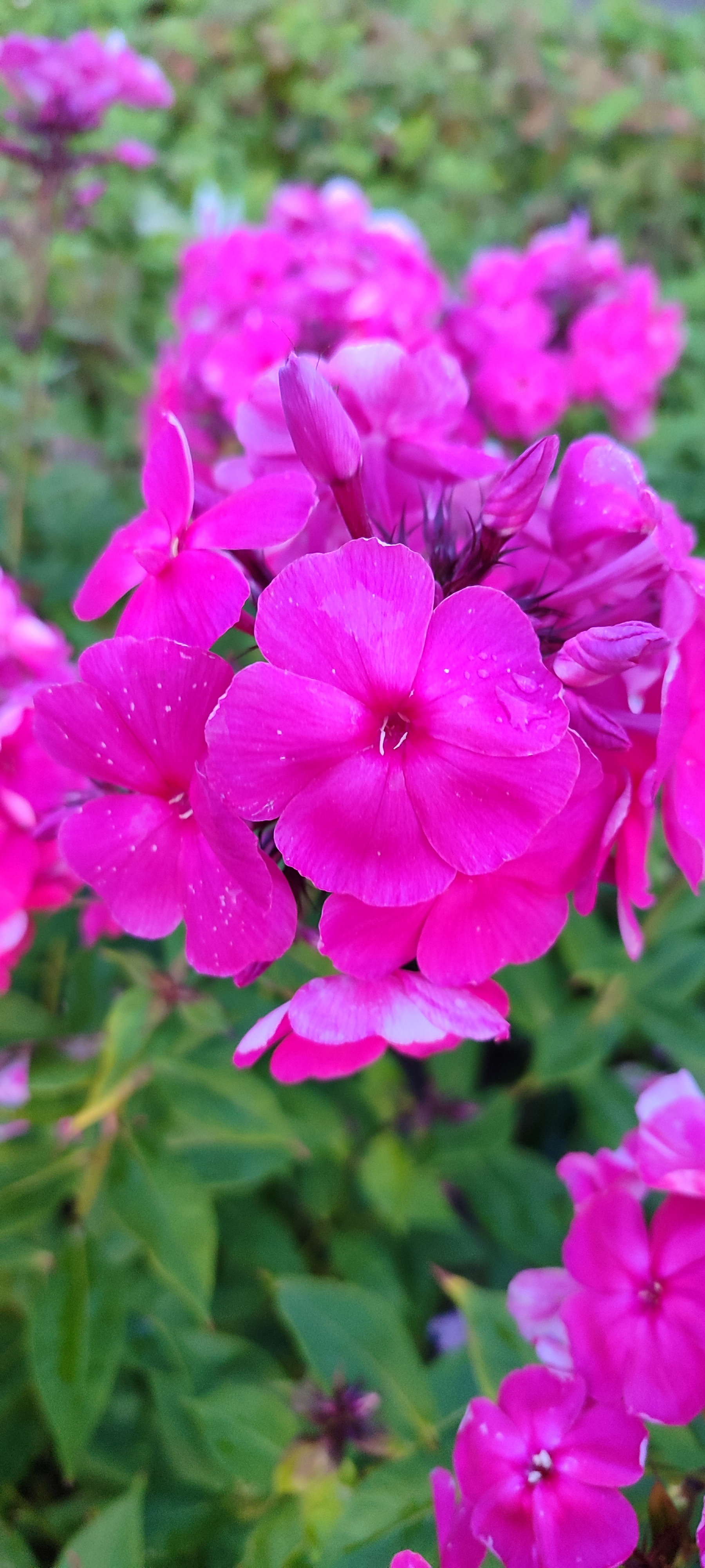 Phlox - My, Bloom, Flowers, Garden, Longpost