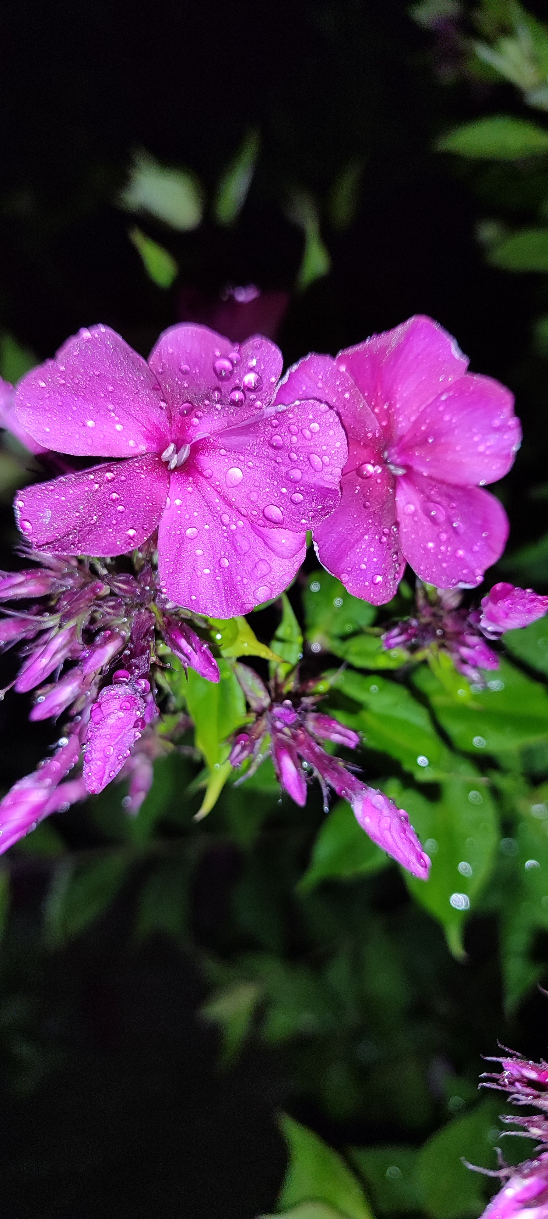 Phlox - My, Bloom, Flowers, Garden, Longpost