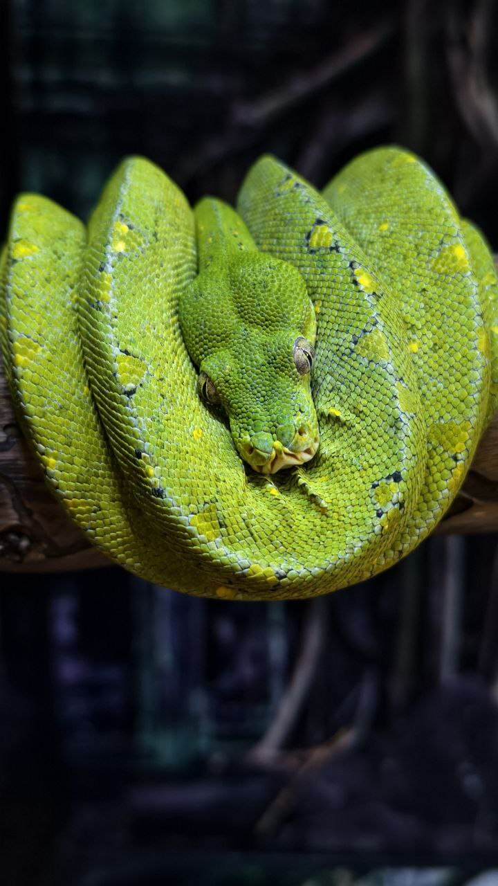 Green serpent - My, Serpent, Snake, Terrariumistics, The photo, Mobile photography, Longpost, Python