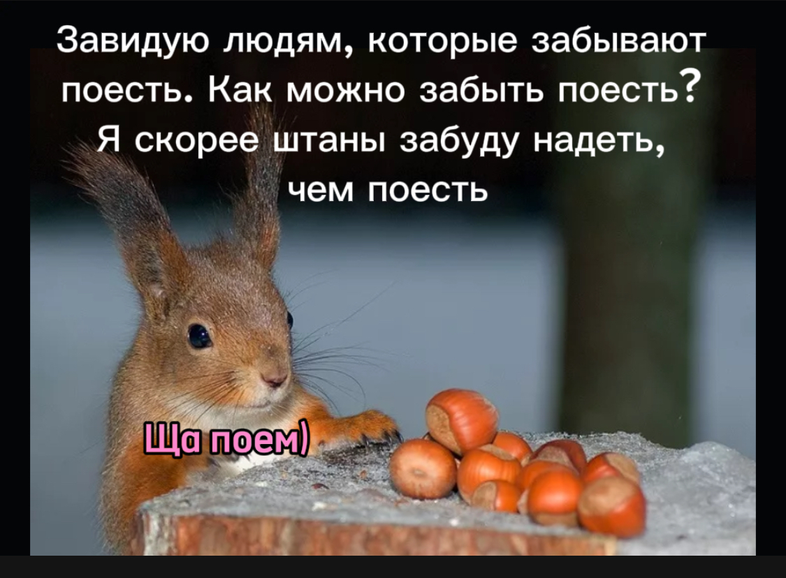 Forgot to eat - Humor, Memes, Picture with text, Food, Squirrel, Telegram (link)