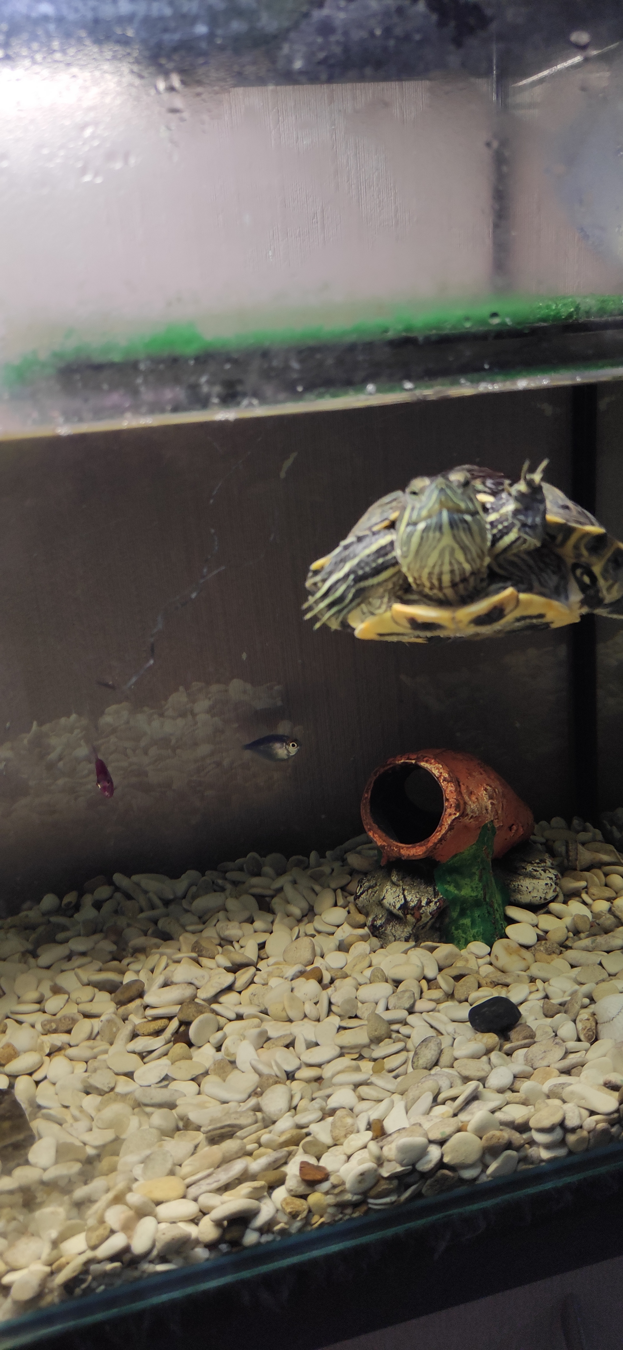 Turtle and fish in one aquarium - My, Pond slider, Pets, Aquarium fish, Stress Test, Longpost