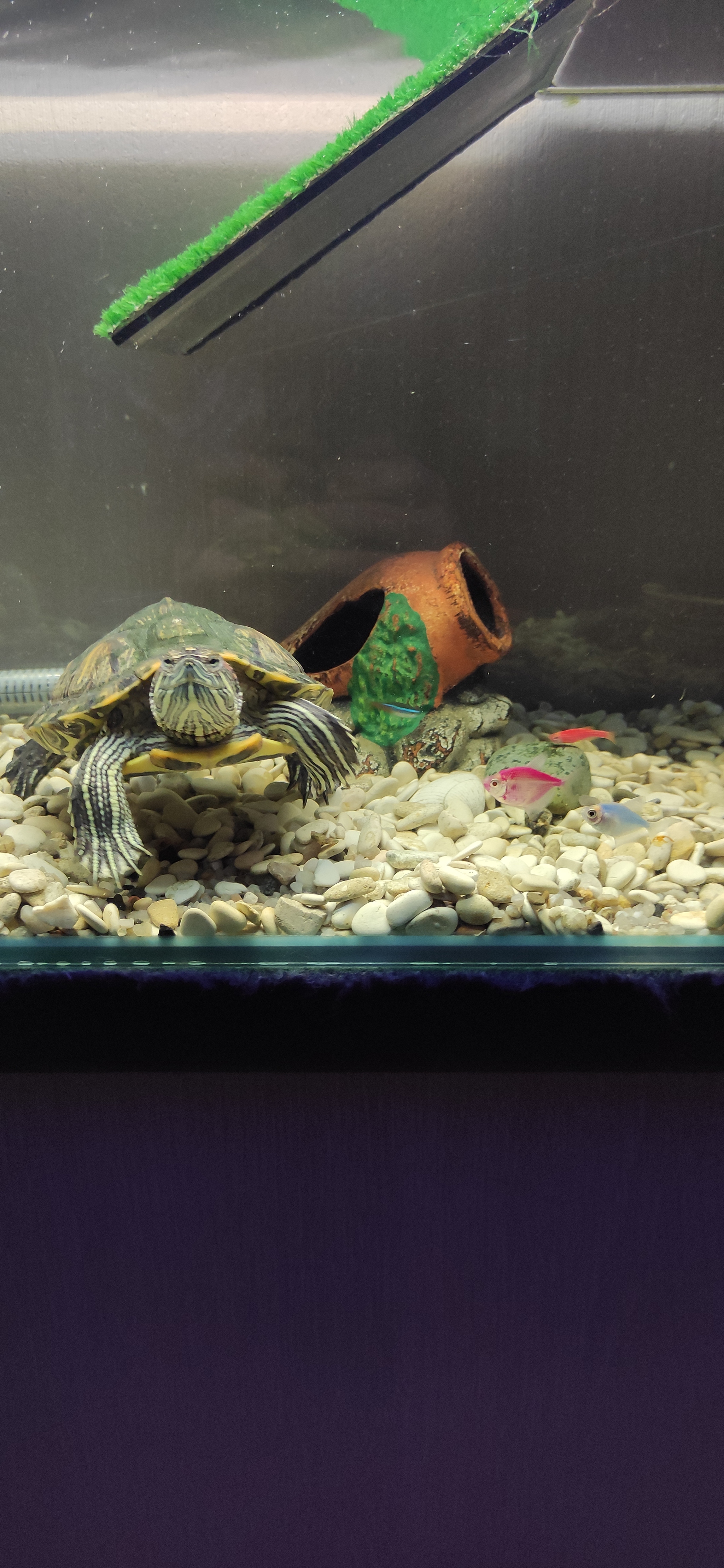 Turtle and fish in one aquarium - My, Pond slider, Pets, Aquarium fish, Stress Test, Longpost