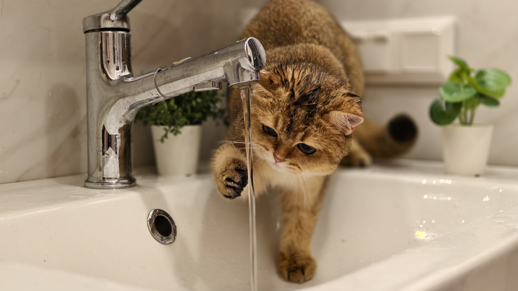 Cats love water - My, Milota, cat, Fluffy, The photo, Pets