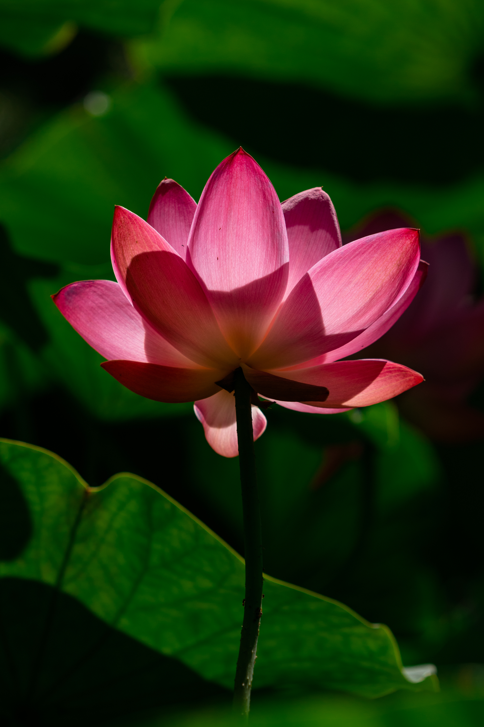 Lotuses - My, Дальний Восток, Rare view, Nature, Lotus, Khabarovsk, The photo, Landscape, Longpost