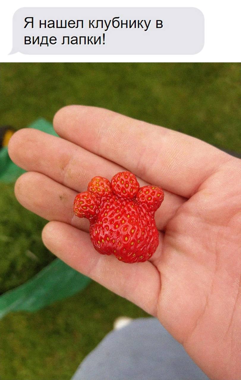 It won't get any nicer today - Picture with text, Humor, Milota, cat, Paws, Kus, Strawberry (plant), Pareidolia