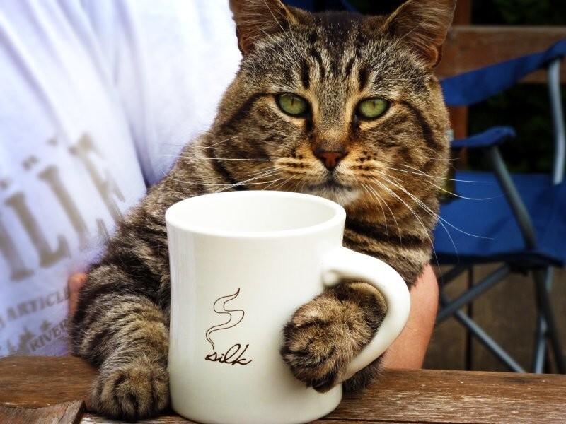 Good morning! - cat, Coffee