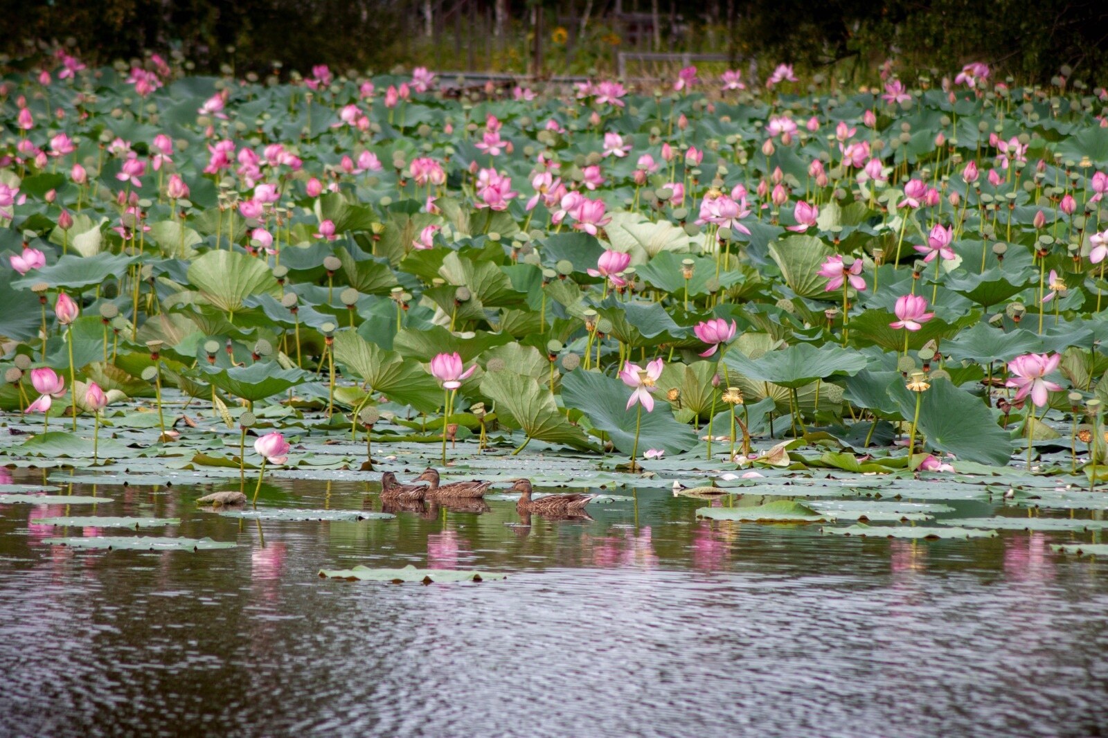 Lotus Khabarovsk ducks - My, Lotus, Duck, Wild ducks, Khabarovsk, Khabarovsk region, Lake, Flowers, Bloom, beauty, Nature, Longpost