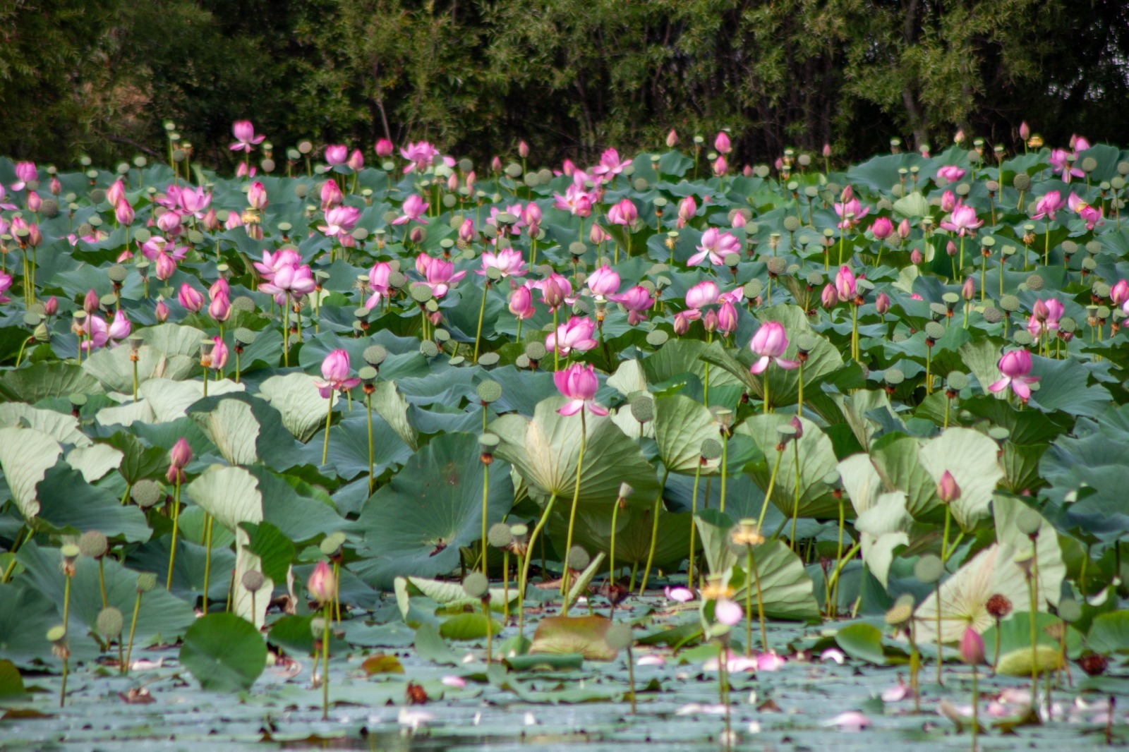 Lotus Khabarovsk ducks - My, Lotus, Duck, Wild ducks, Khabarovsk, Khabarovsk region, Lake, Flowers, Bloom, beauty, Nature, Longpost