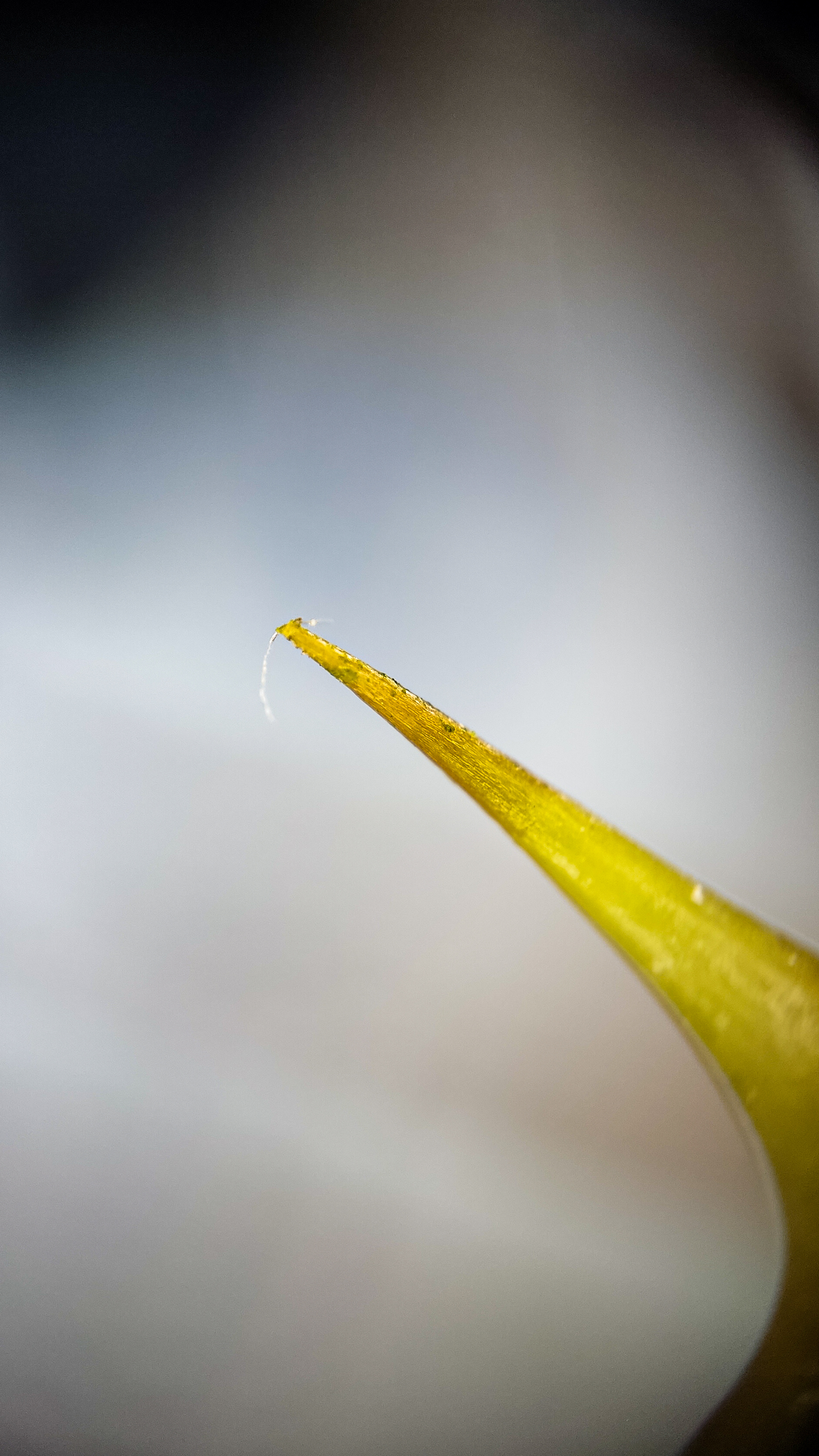 Photo project Let's take a closer look post No. 62. Peony rose - My, Bloom, Macro photography, Nature, The photo, the Rose, Microfilming, Longpost