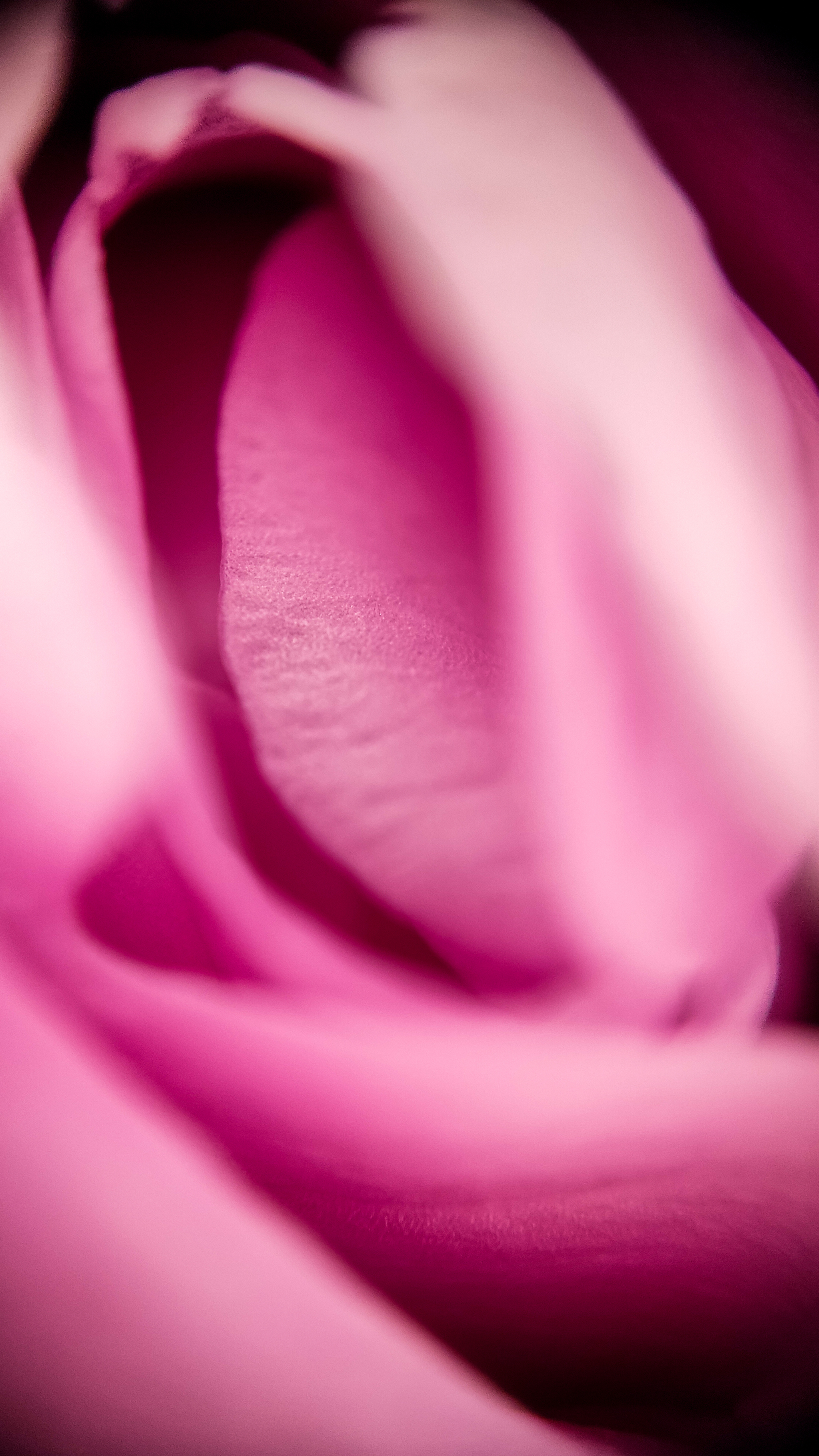 Photo project Let's take a closer look post No. 62. Peony rose - My, Bloom, Macro photography, Nature, The photo, the Rose, Microfilming, Longpost