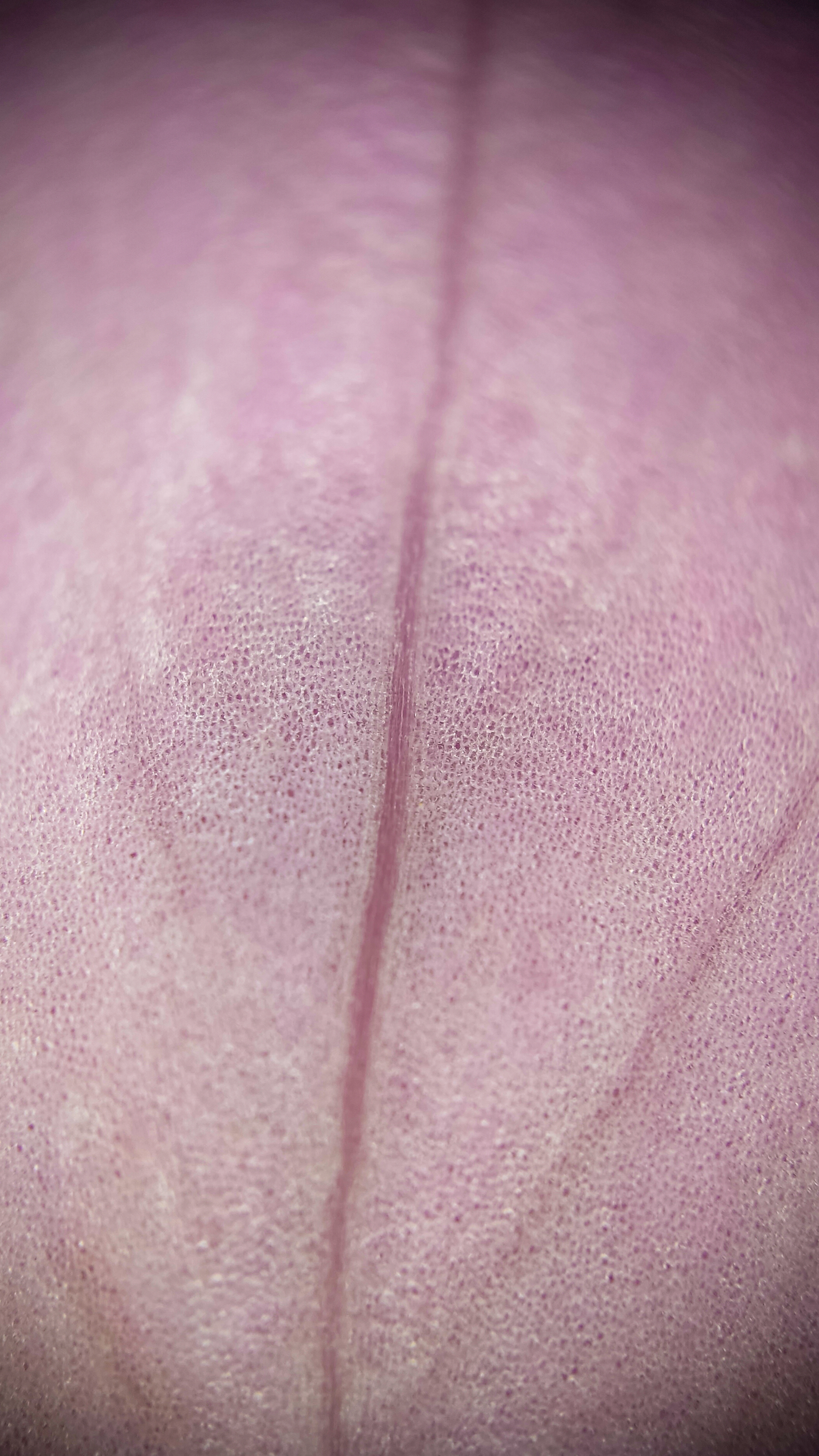 Photo project Let's take a closer look post No. 62. Peony rose - My, Bloom, Macro photography, Nature, The photo, the Rose, Microfilming, Longpost