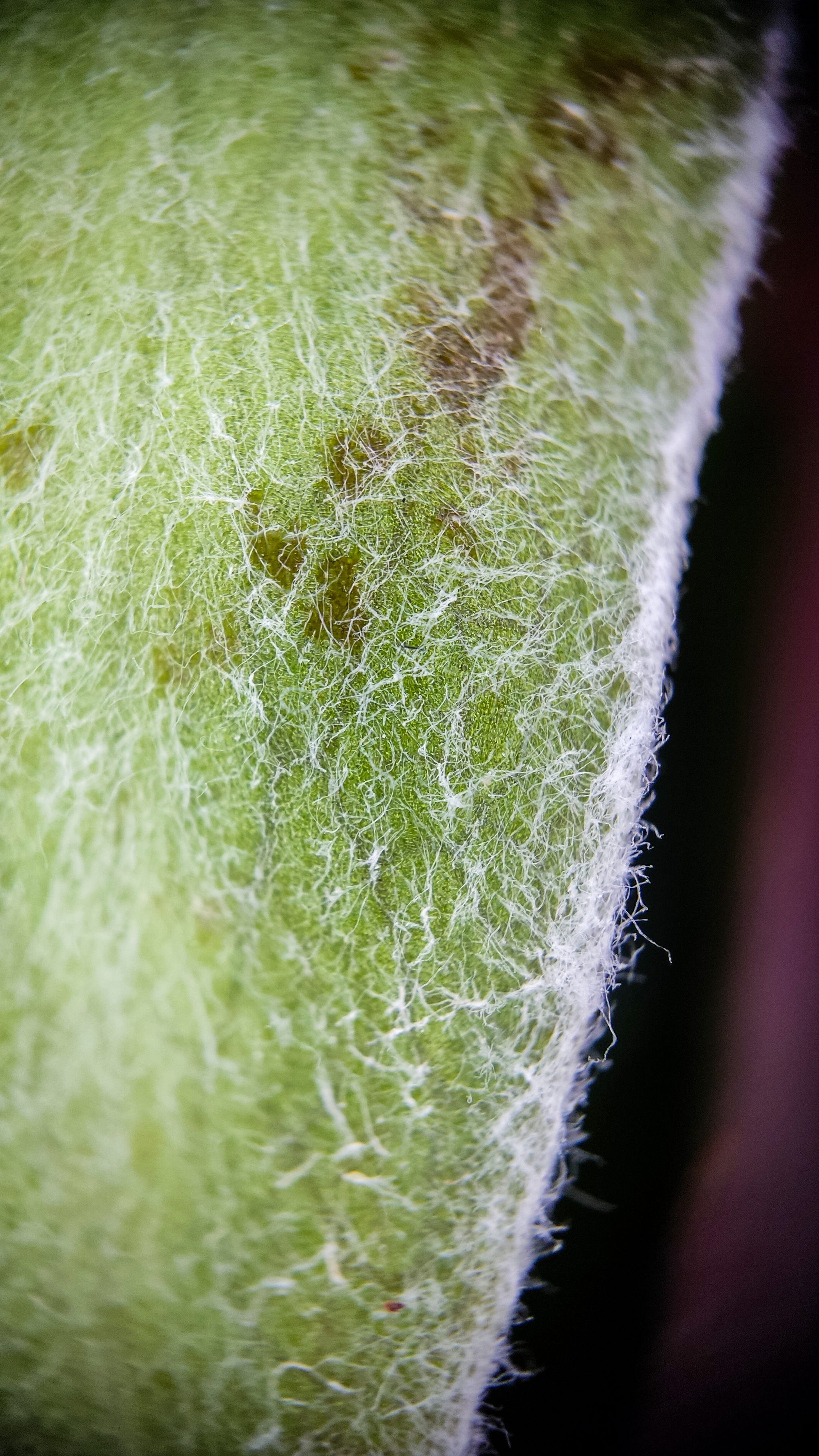 Photo project Let's take a closer look post No. 62. Peony rose - My, Bloom, Macro photography, Nature, The photo, the Rose, Microfilming, Longpost