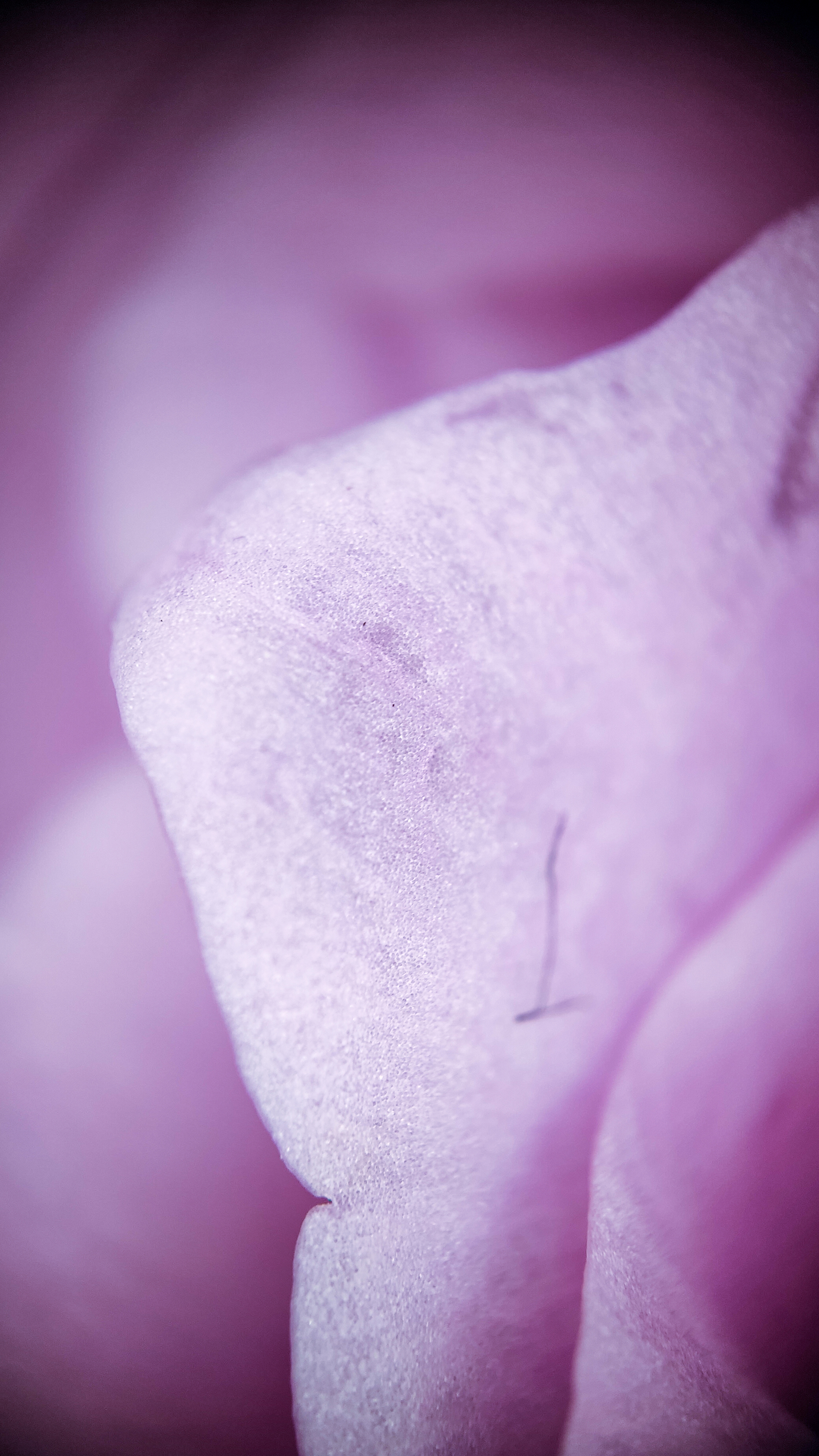 Photo project Let's take a closer look post No. 62. Peony rose - My, Bloom, Macro photography, Nature, The photo, the Rose, Microfilming, Longpost