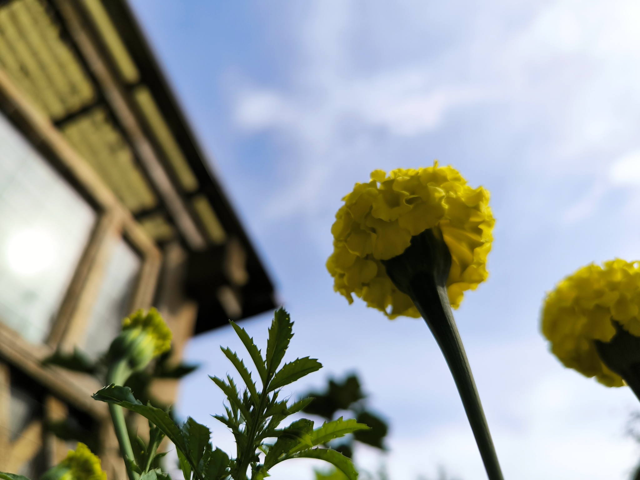 Country sketches - sunny mood - My, Marigolds, Flowers, Bloom, Plants, Macro photography, Dacha, Garden, Summer, Garden, Longpost