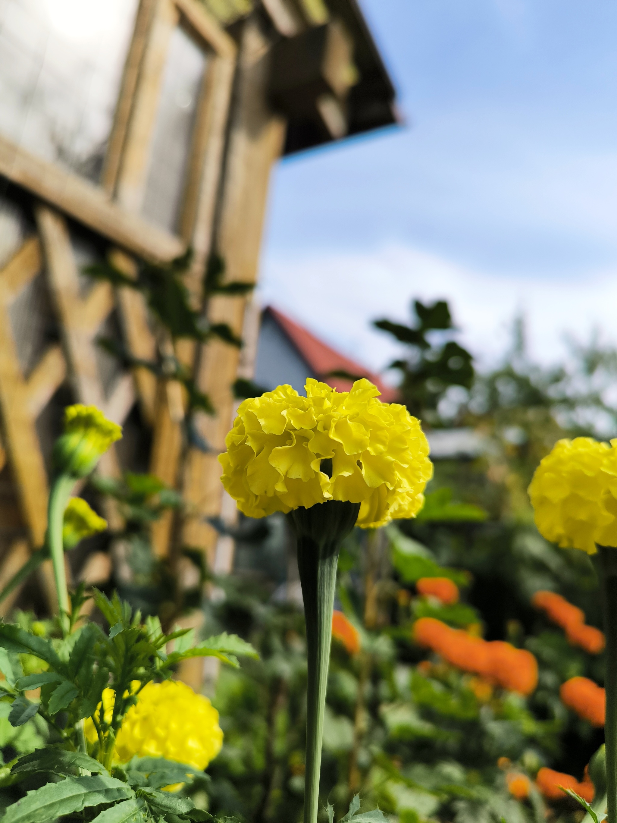 Country sketches - sunny mood - My, Marigolds, Flowers, Bloom, Plants, Macro photography, Dacha, Garden, Summer, Garden, Longpost