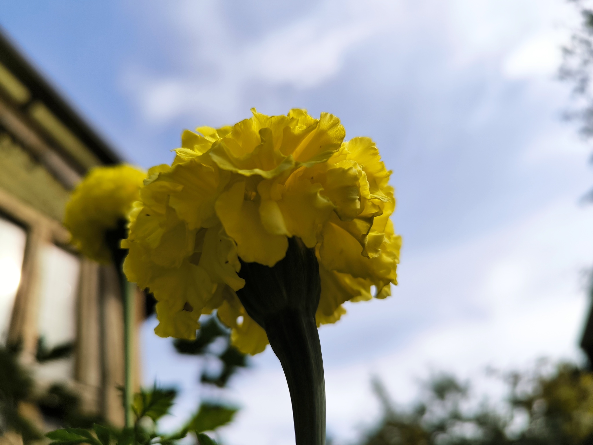 Country sketches - sunny mood - My, Marigolds, Flowers, Bloom, Plants, Macro photography, Dacha, Garden, Summer, Garden, Longpost