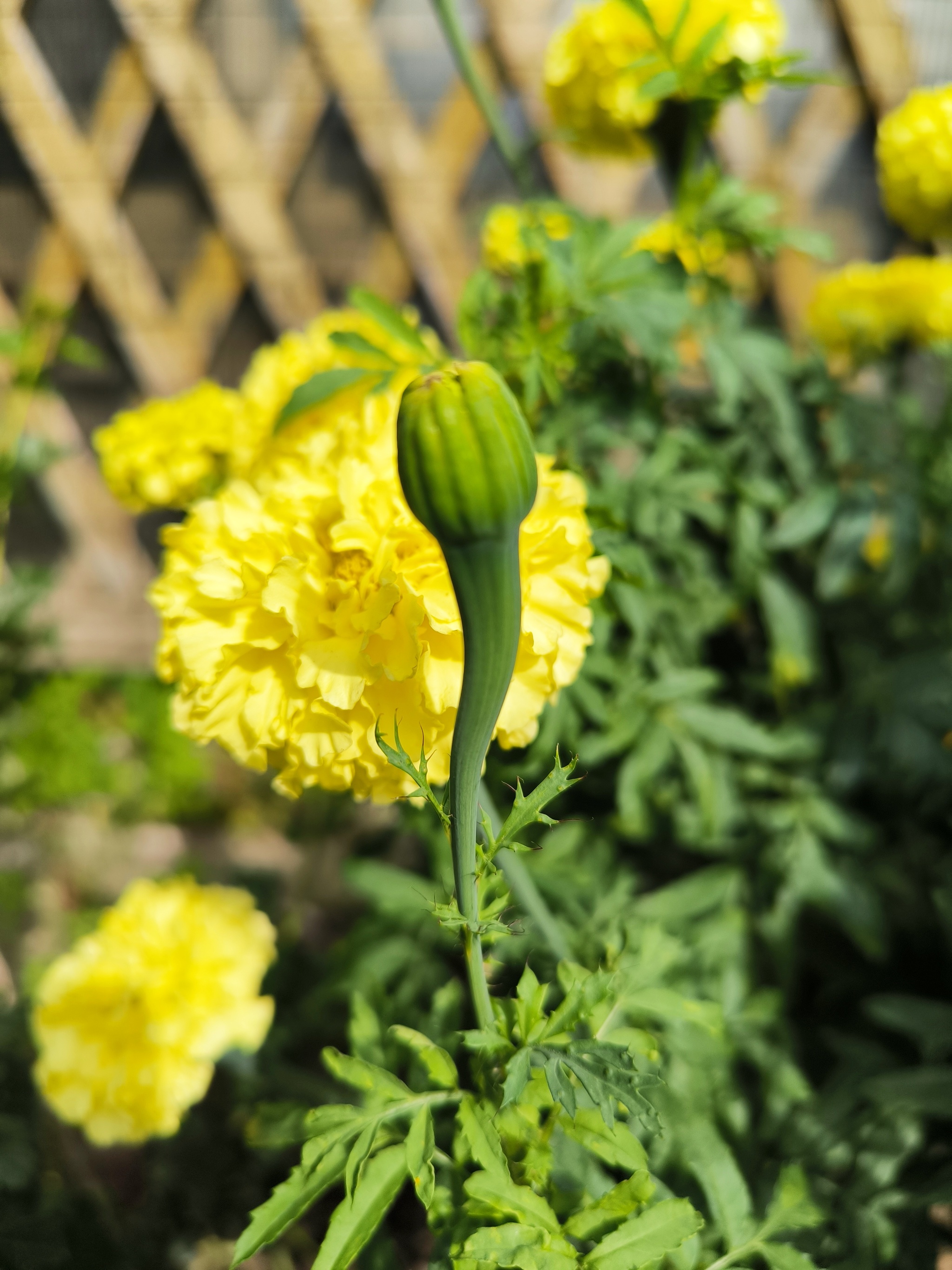 Country sketches - sunny mood - My, Marigolds, Flowers, Bloom, Plants, Macro photography, Dacha, Garden, Summer, Garden, Longpost