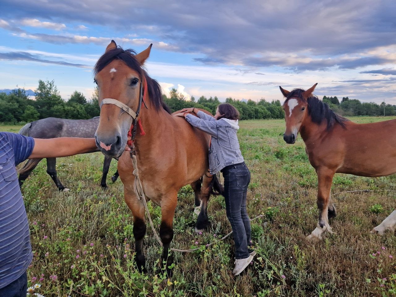 Season of exploration. Search for a draft horse. Part two - Travel across Russia, История России, Local history, VKontakte (link), Longpost